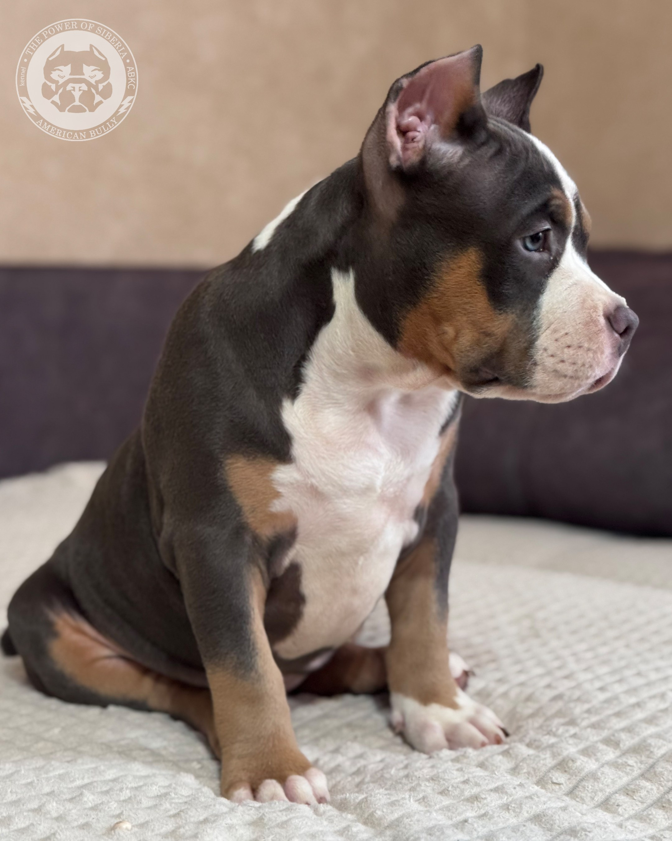 13.12.25-Мия-Турук. Американский Булли в г. Ростов-на-Дону. Питомник THE POWER OF SIBERIA