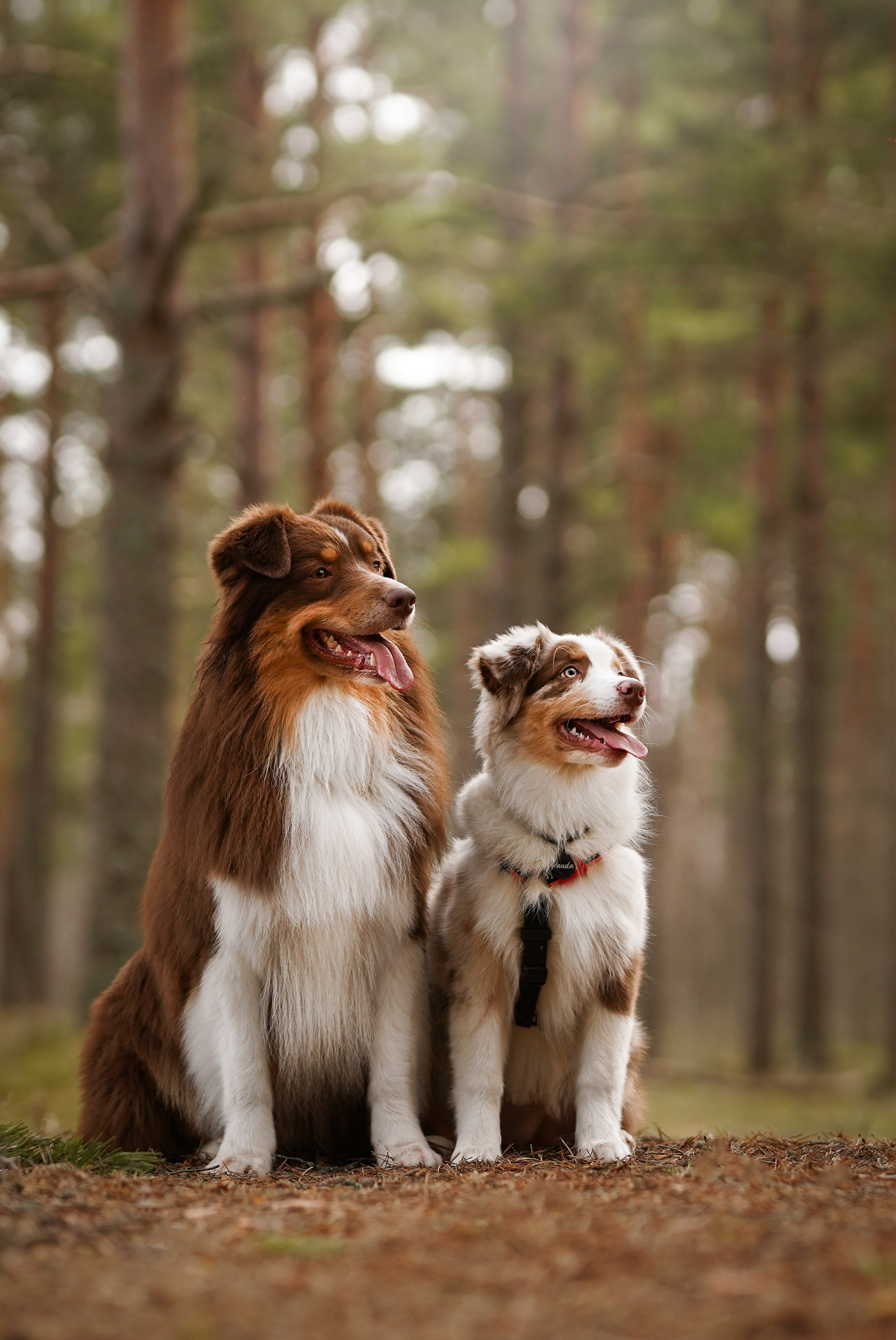 Аусси на Ладоге. Фотограф-анималист в Санкт-Петербурге Яна Мартынова