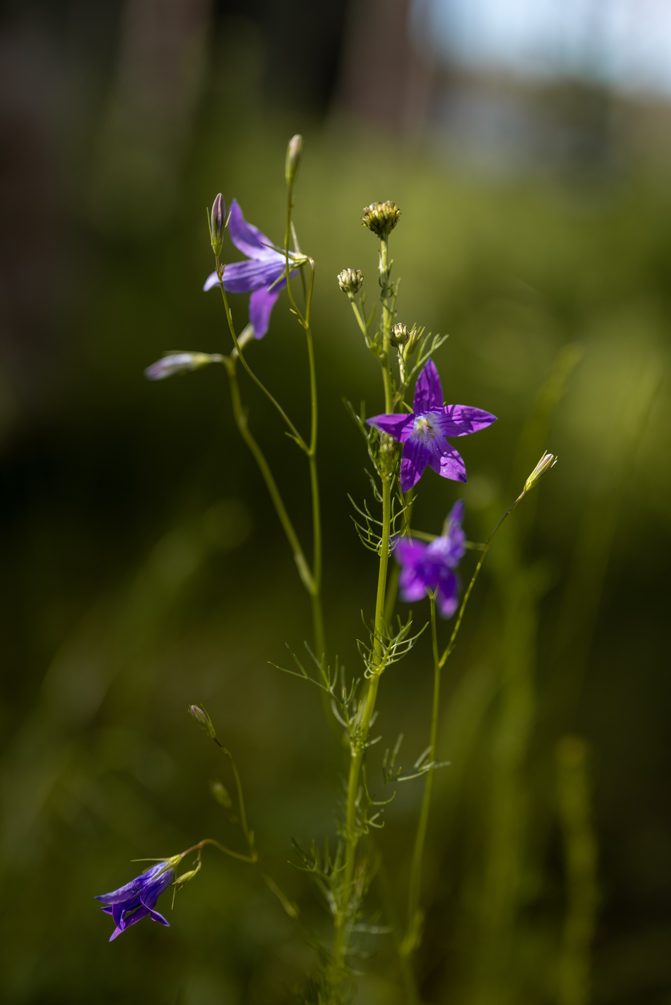 Мария. Семейный фотограф в Москве Дарья Пузикова