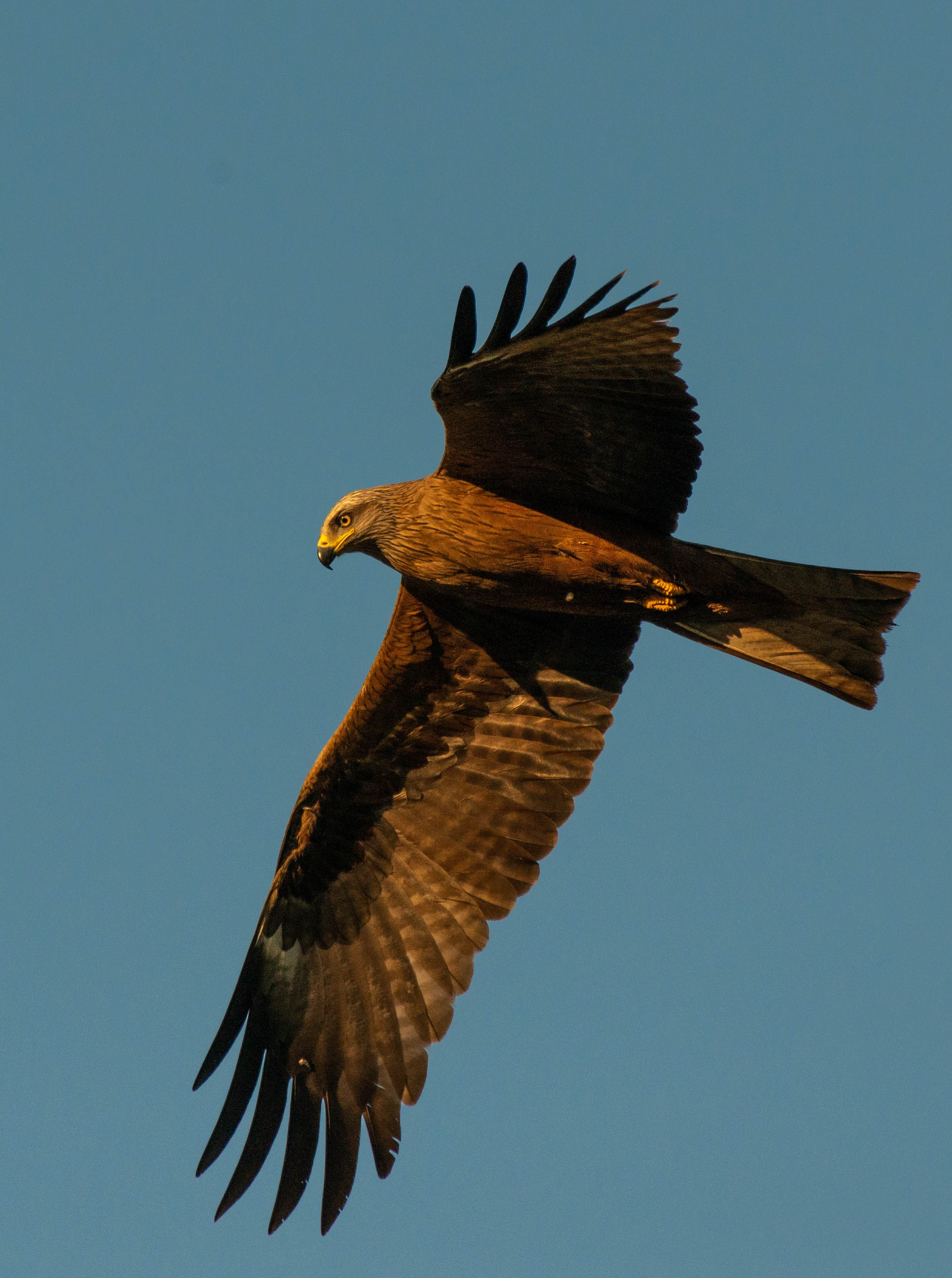 Анималистика. Фотограф в Москве — Георгий Чернышов