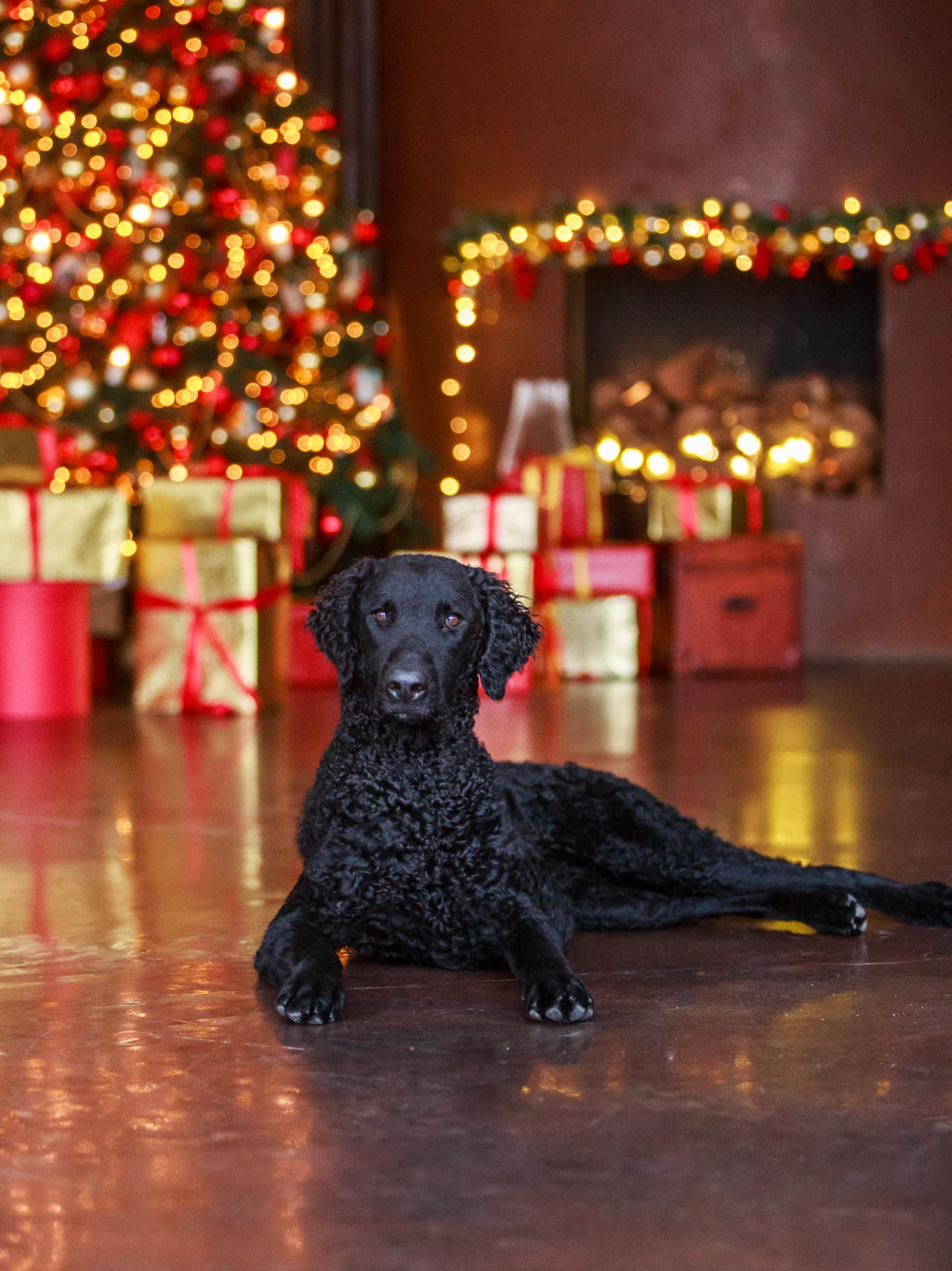 Лабрадор ретривер и курчавошерстный ретривер фотосессия на Новый год в фотостудии. Семейный и детский фотограф в Москве Мария Быкова