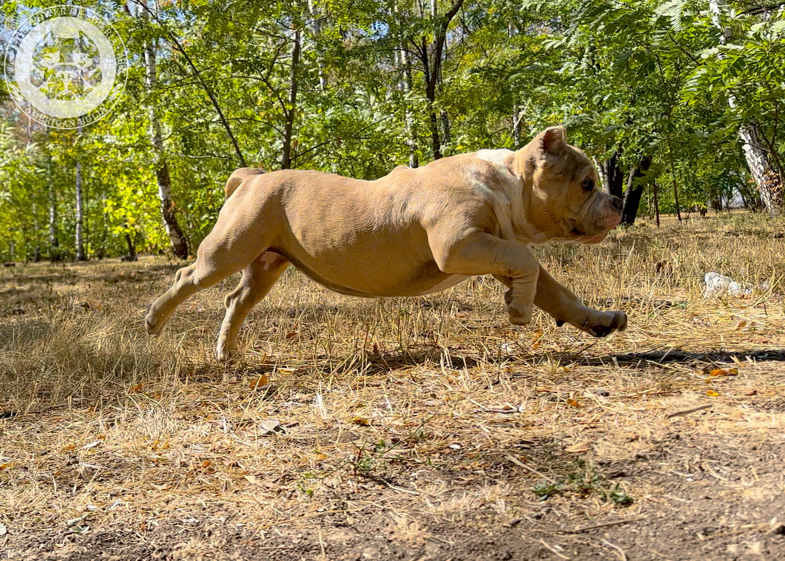 Помет Каспер и Тагира. 21.04.25. Американский Булли в г. Ростов-на-Дону. Питомник THE POWER OF SIBERIA