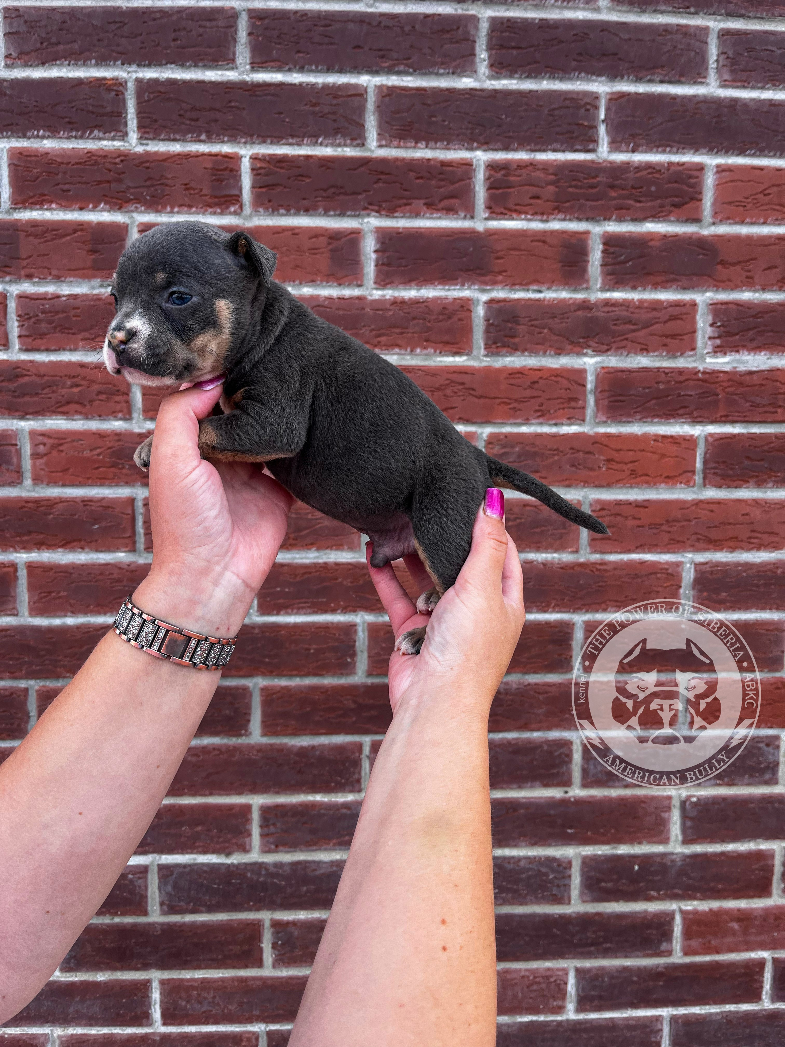 Помет Каспер и Тагира. 21.04.25. Американский Булли в г. Ростов-на-Дону. Питомник THE POWER OF SIBERIA