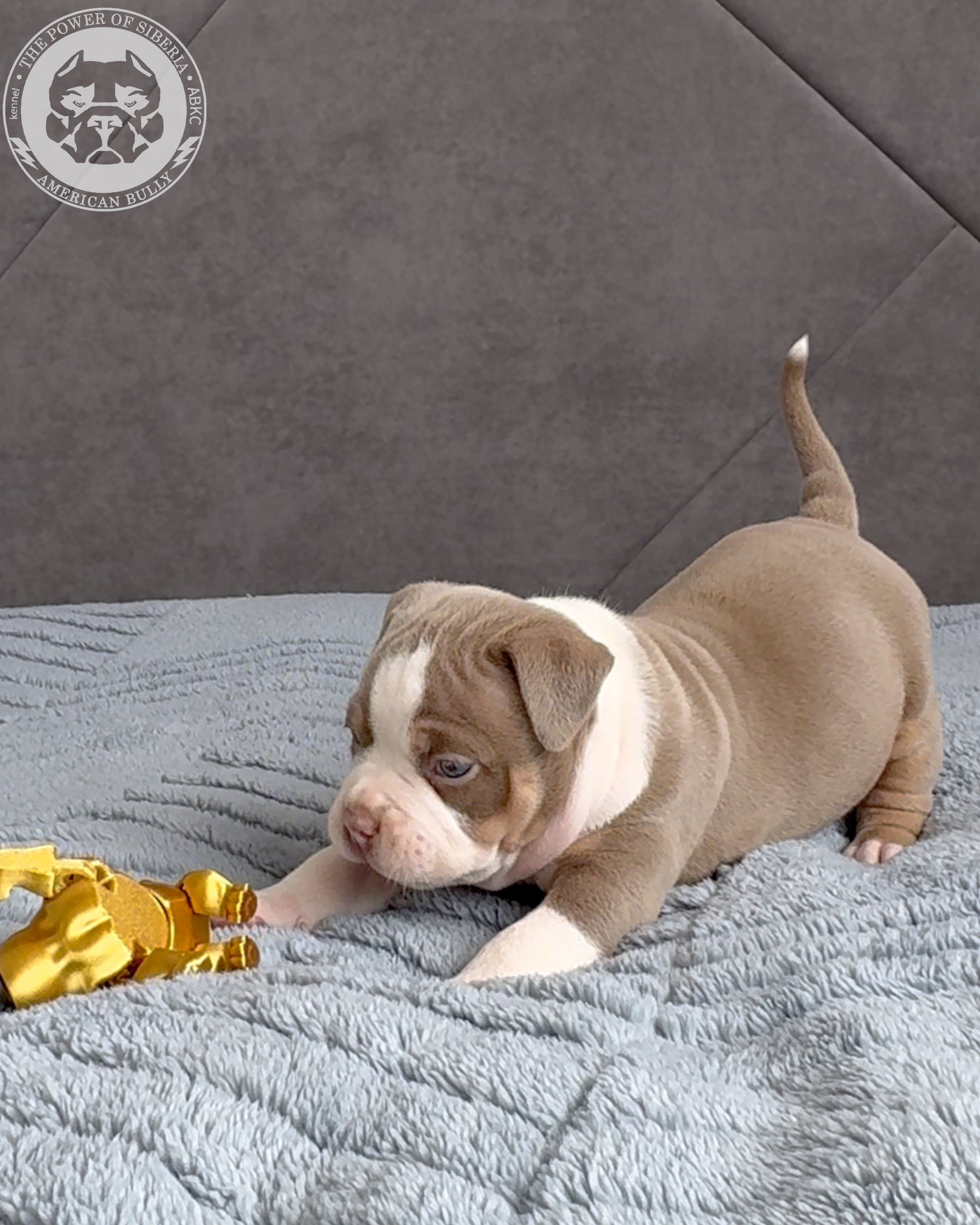 21.02.26-Мила-Турук. Американский Булли в г. Ростов-на-Дону. Питомник THE POWER OF SIBERIA