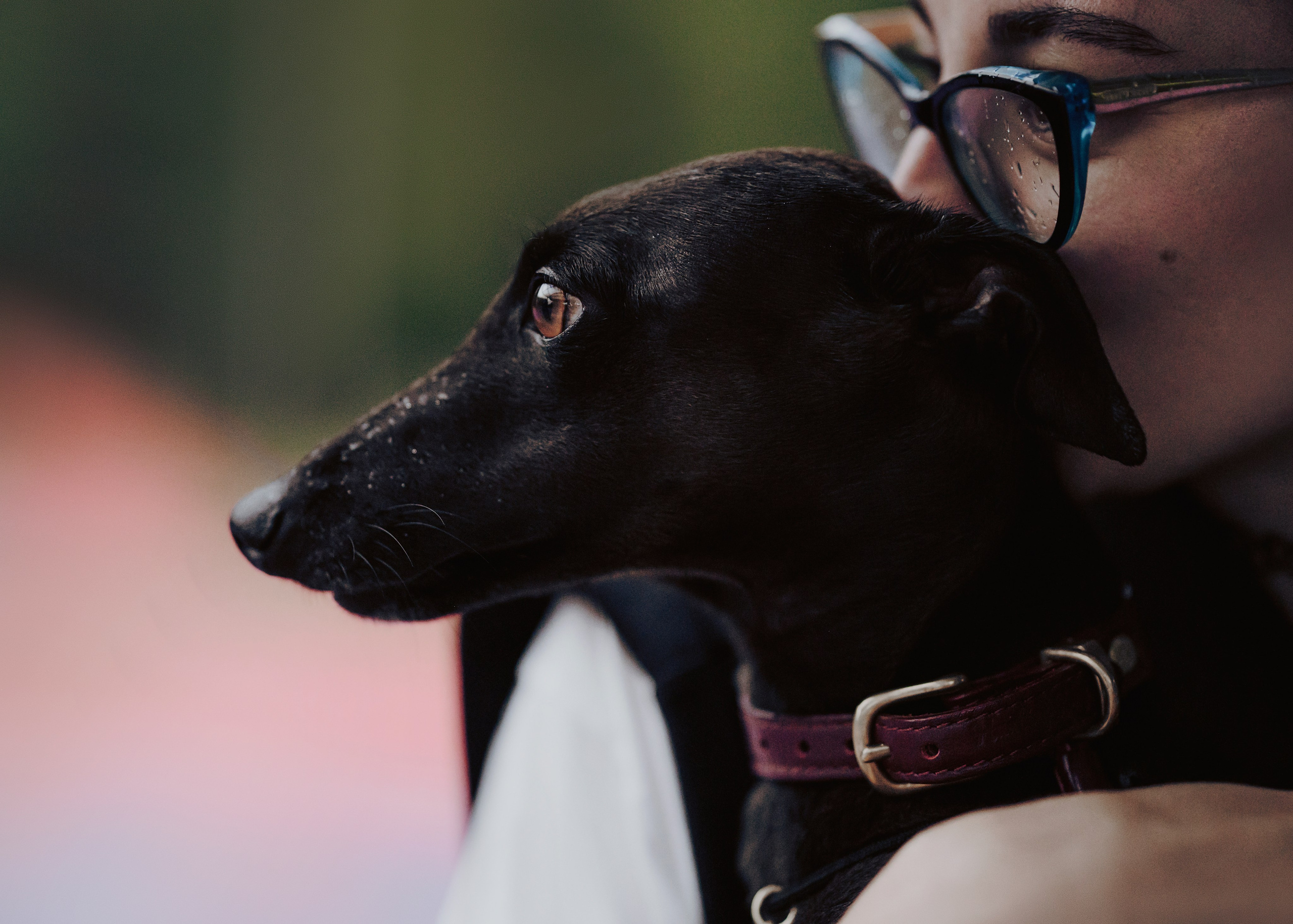 Дофи. Фотограф- анималист Александра Матвеева