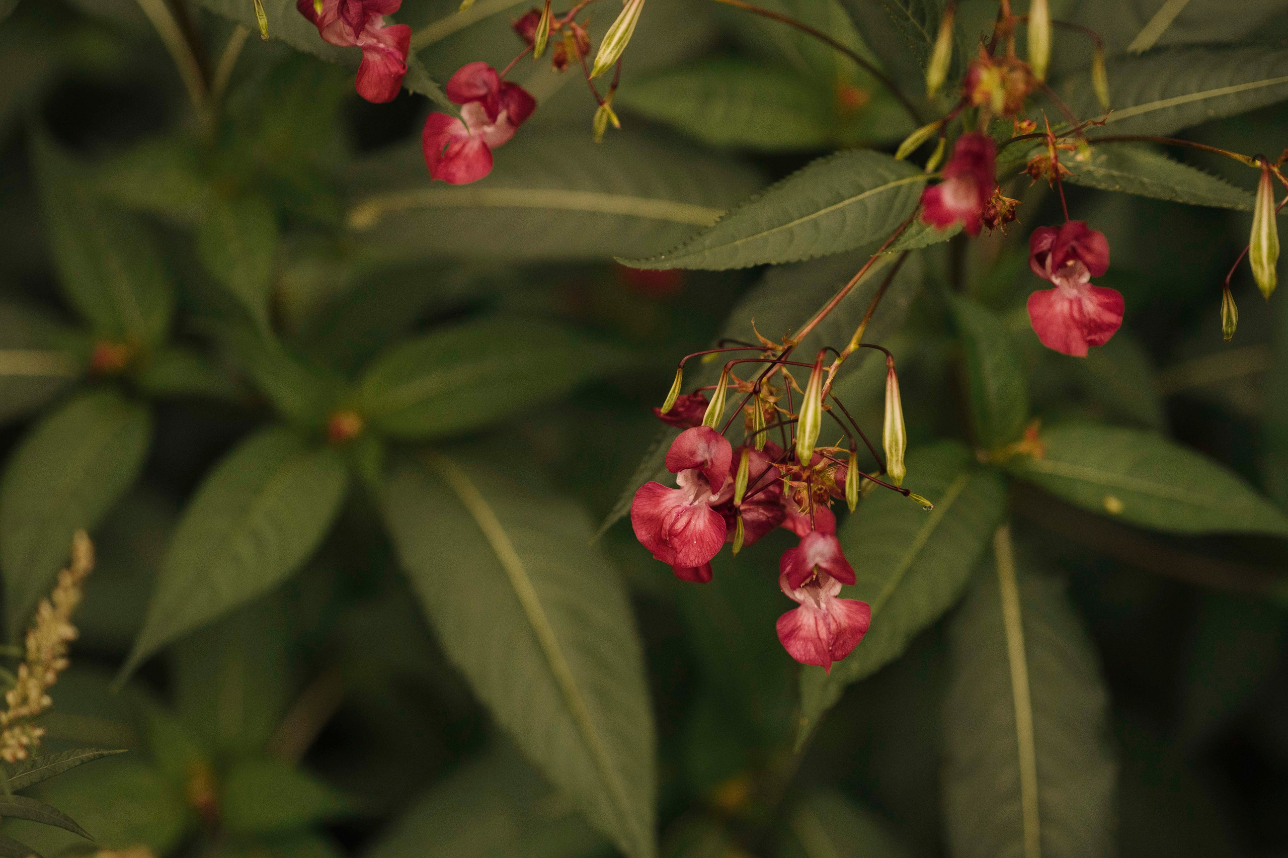 Мартин. Фотограф- анималист Александра Матвеева