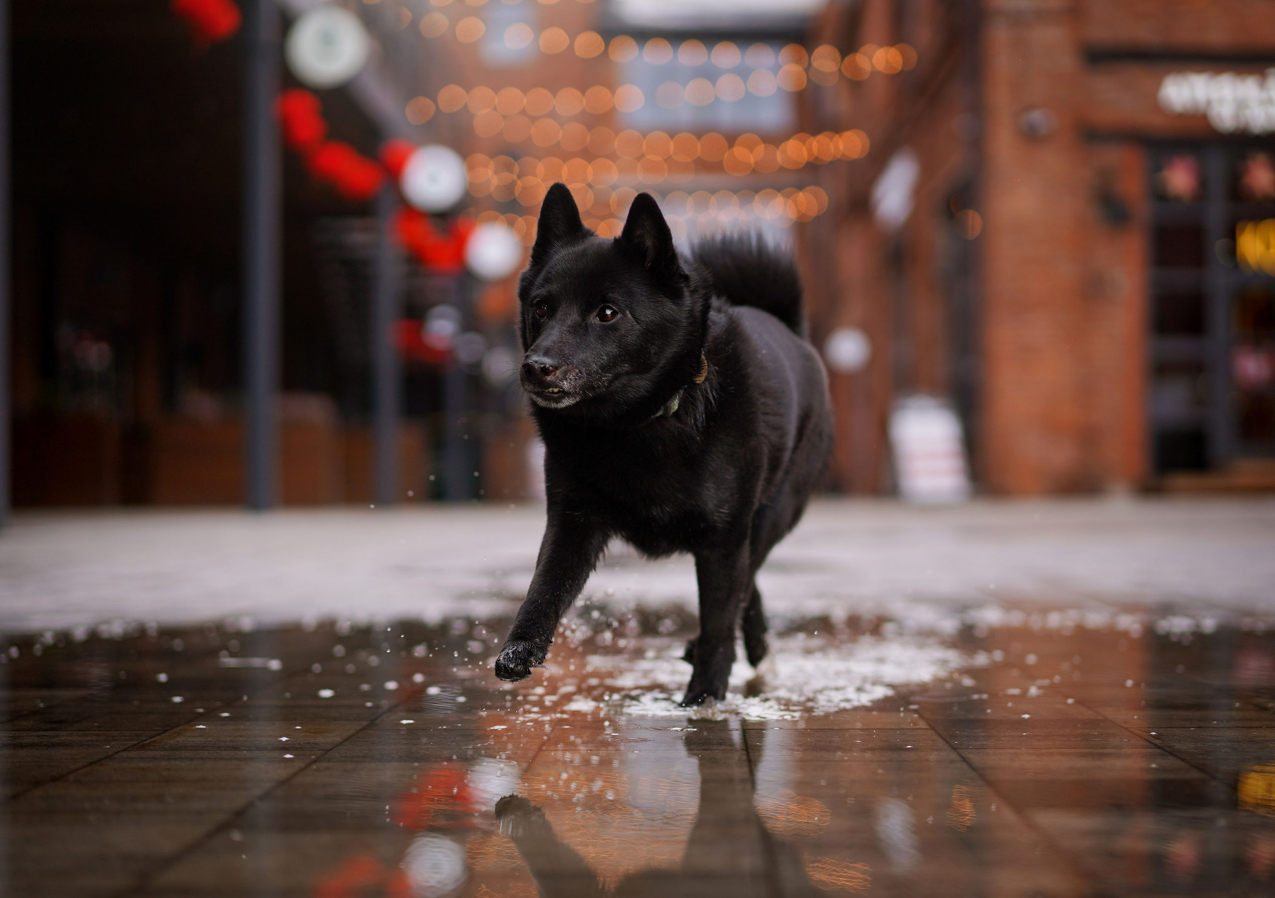 Аня Арчи и Мишель. Фотограф-анималист в Санкт-Петербурге Яна Мартынова