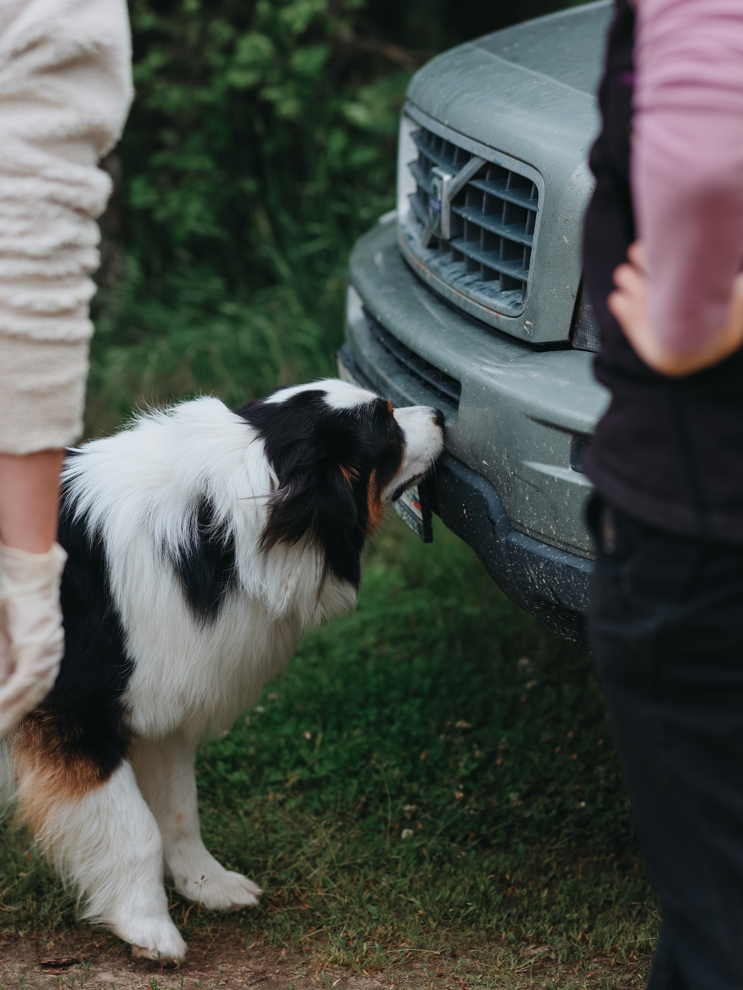Лагерь ноузворк. Фотограф-анималист в Москве Кириллова Татьяна