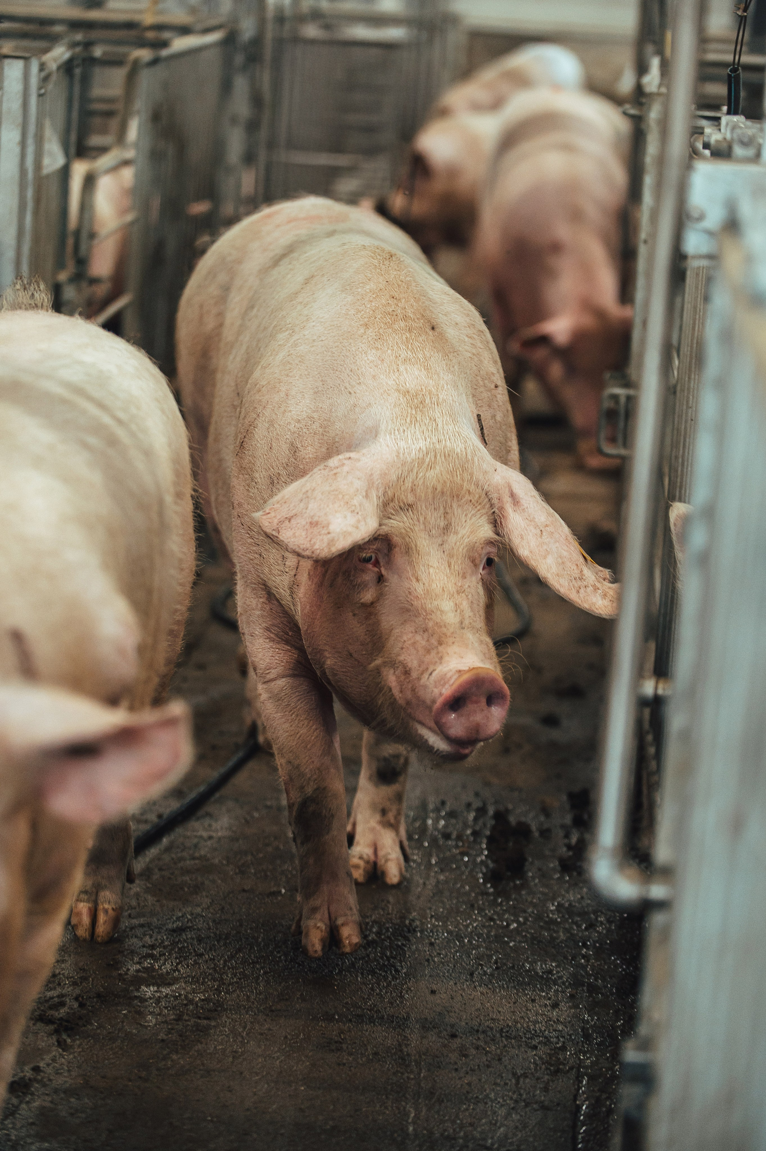 Свинокомплекс «СИБАГРО». Свадебная и концептуальная фотография в городе Улан-Удэ