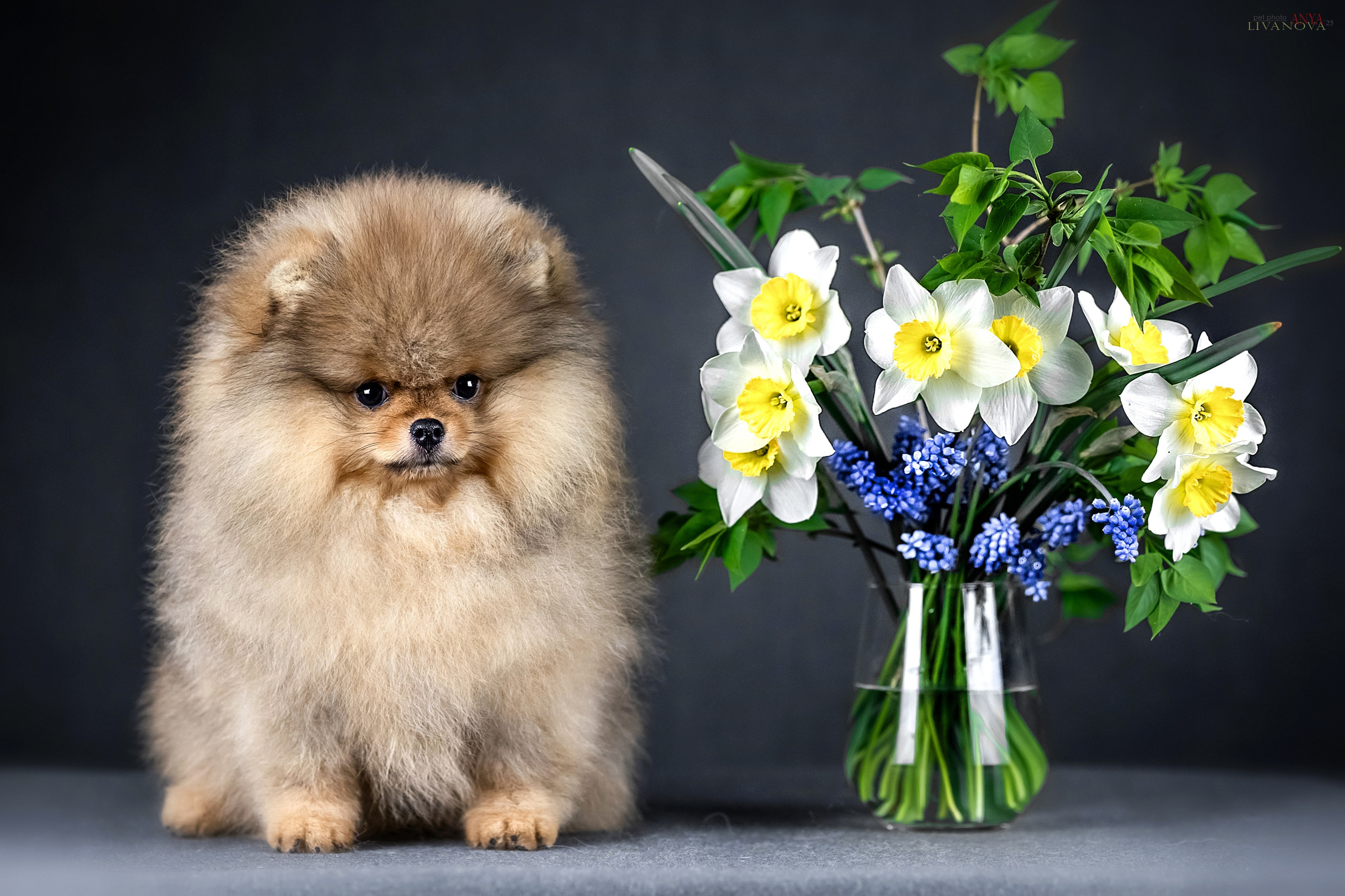 Шпицы. Фотограф анималист Аня Ливанова | Рыбинск