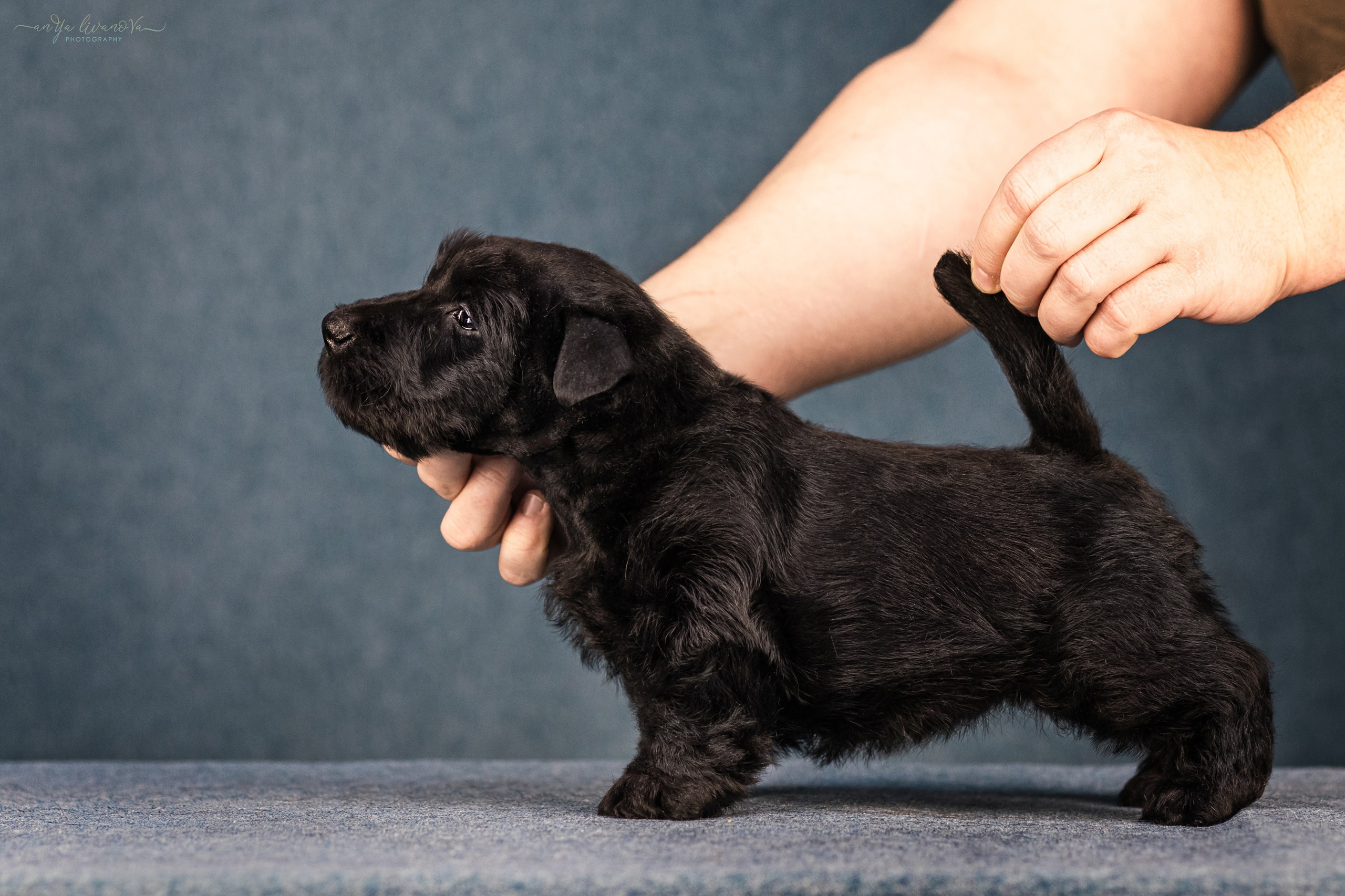 Скотти. Фотограф анималист Аня Ливанова | Рыбинск