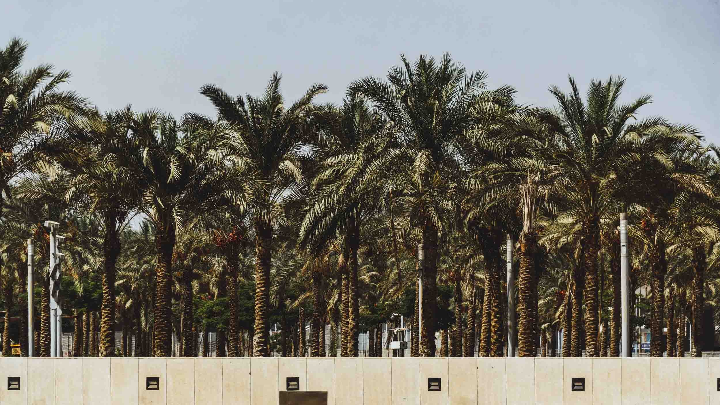 Egypt. The Andris