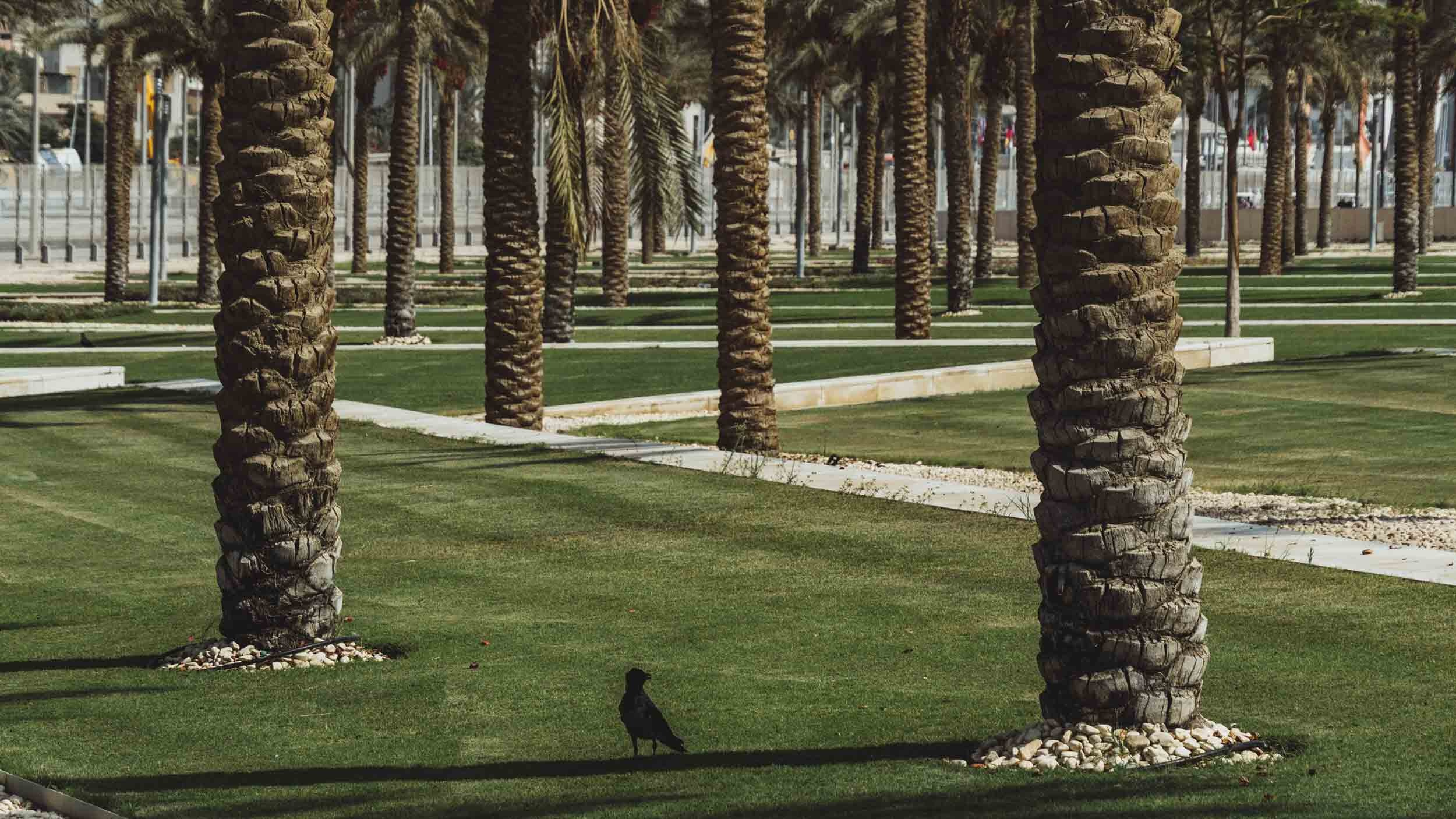 Egypt. The Andris