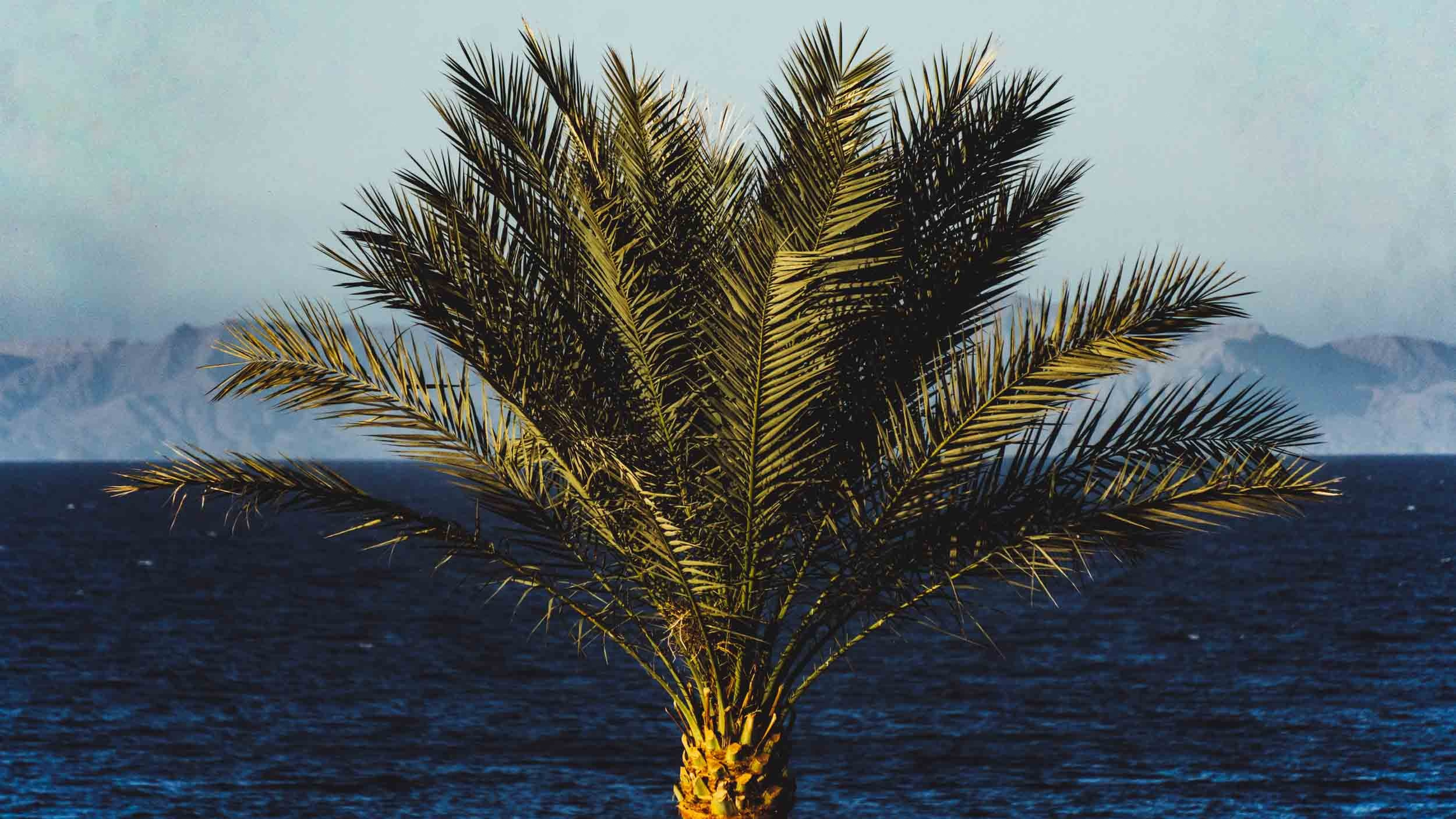 Egypt. The Andris