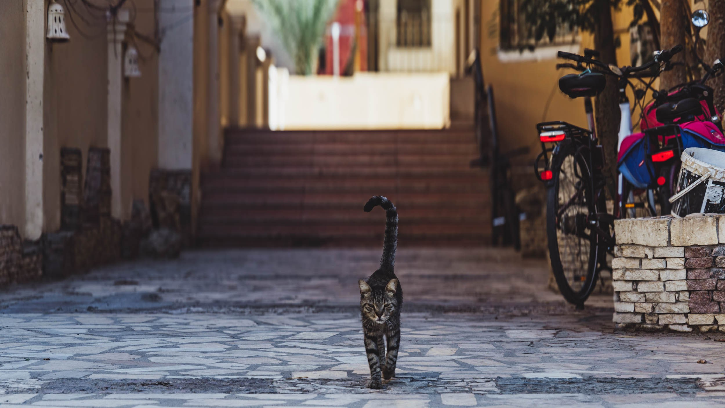 Egypt. The Andris