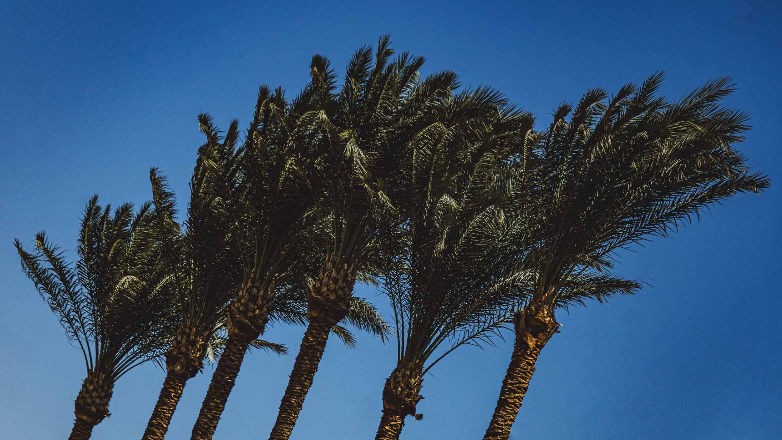 Egypt. The Andris