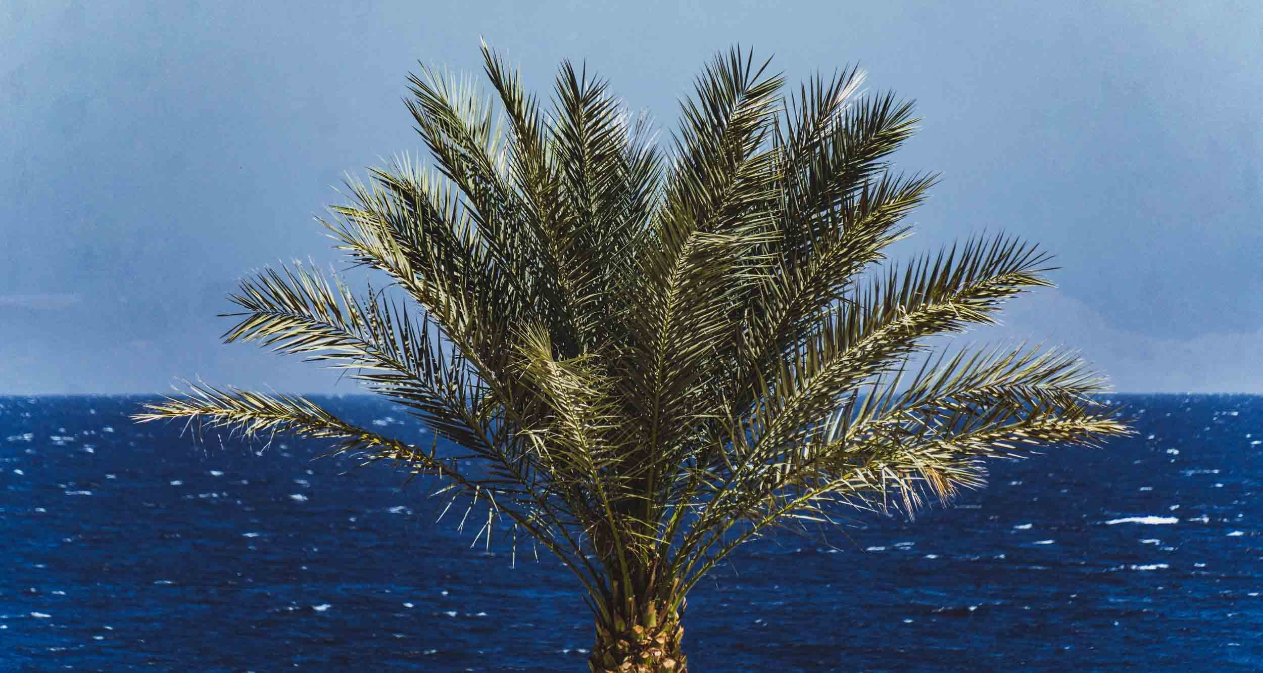 Egypt. The Andris