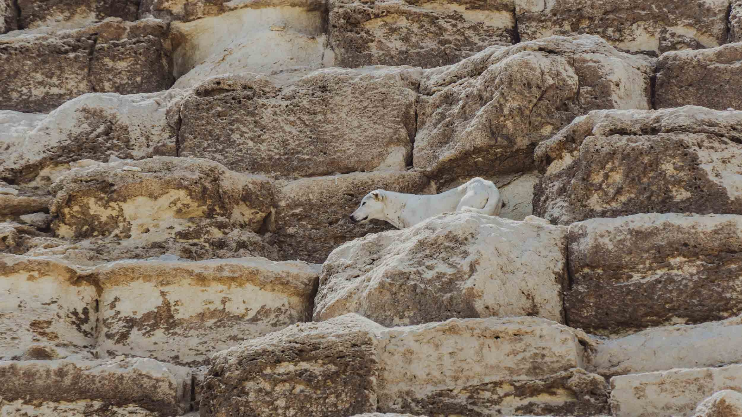 Egypt. The Andris