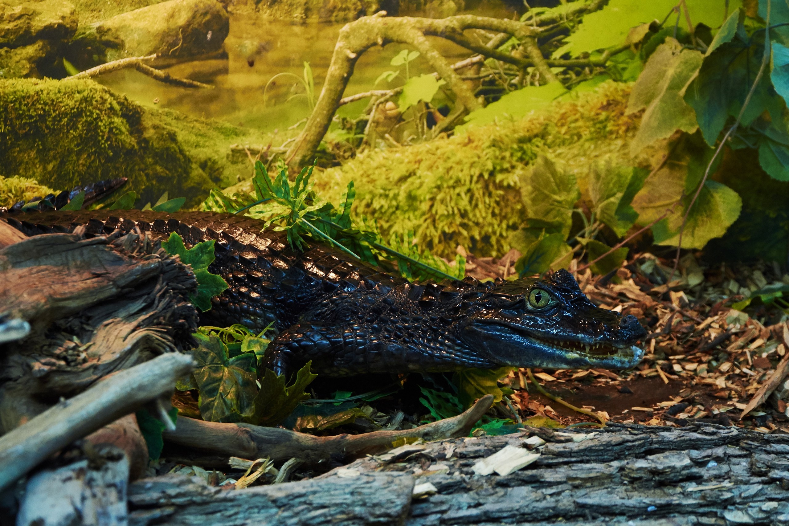 Костромской экзотариум. Ольга Чёкотова (Фотограф Кострома)