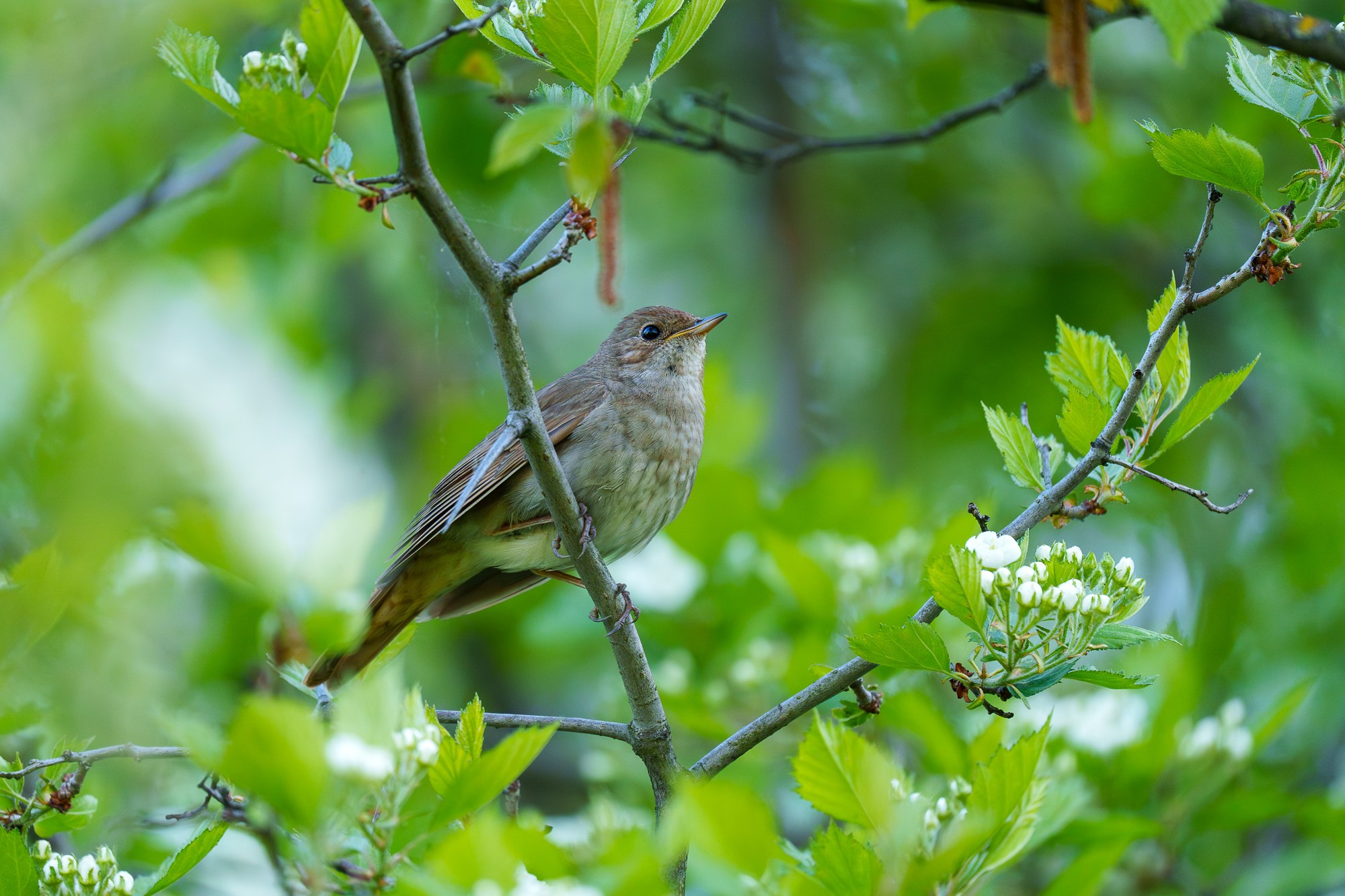 Удивительные мир птиц. Вокруг нас столько прекрасного — присмотритесь!. Ваш личный фотограф Марина Волкова