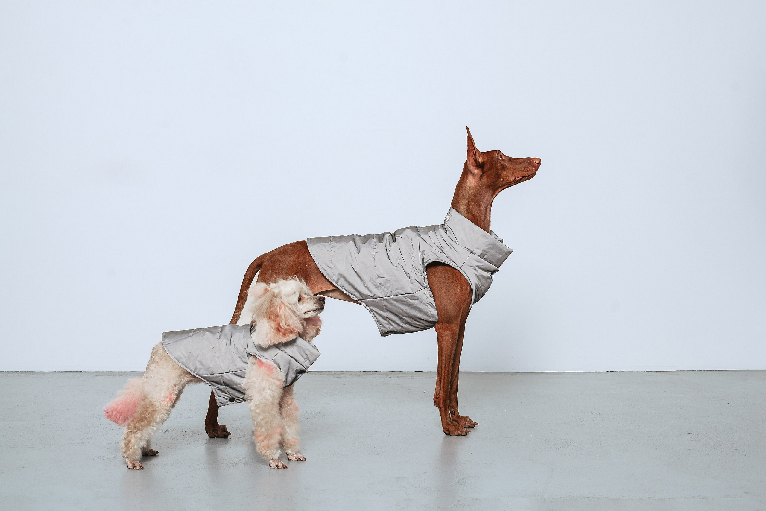 Съемка для бренда TEDDYBOY. Фотограф-анималист Татьяна Степанова