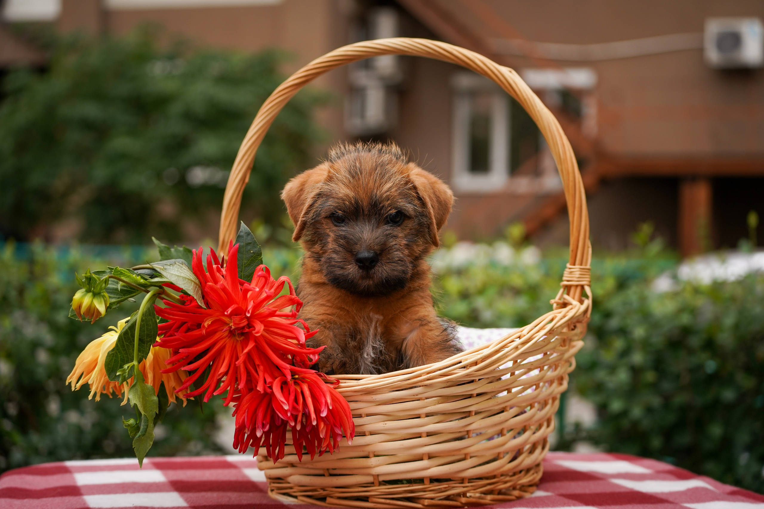 Норфолк-терьер. Фотограф-анималист Анастасия Большакова