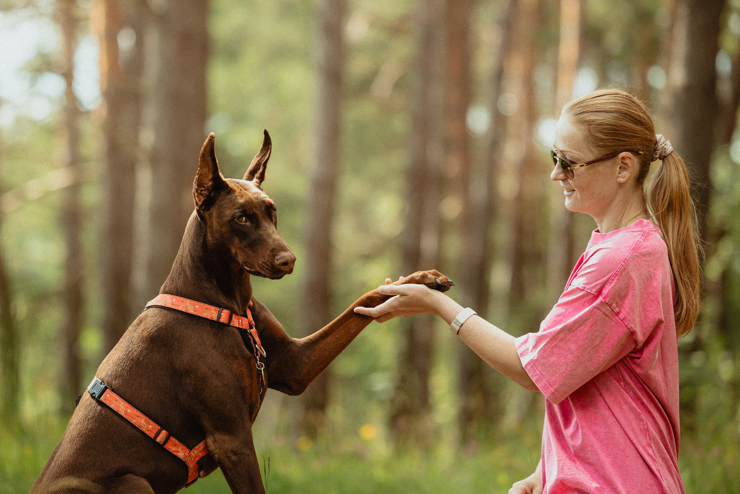 Выездной дог-тренинг от школы «Шерсть имею»