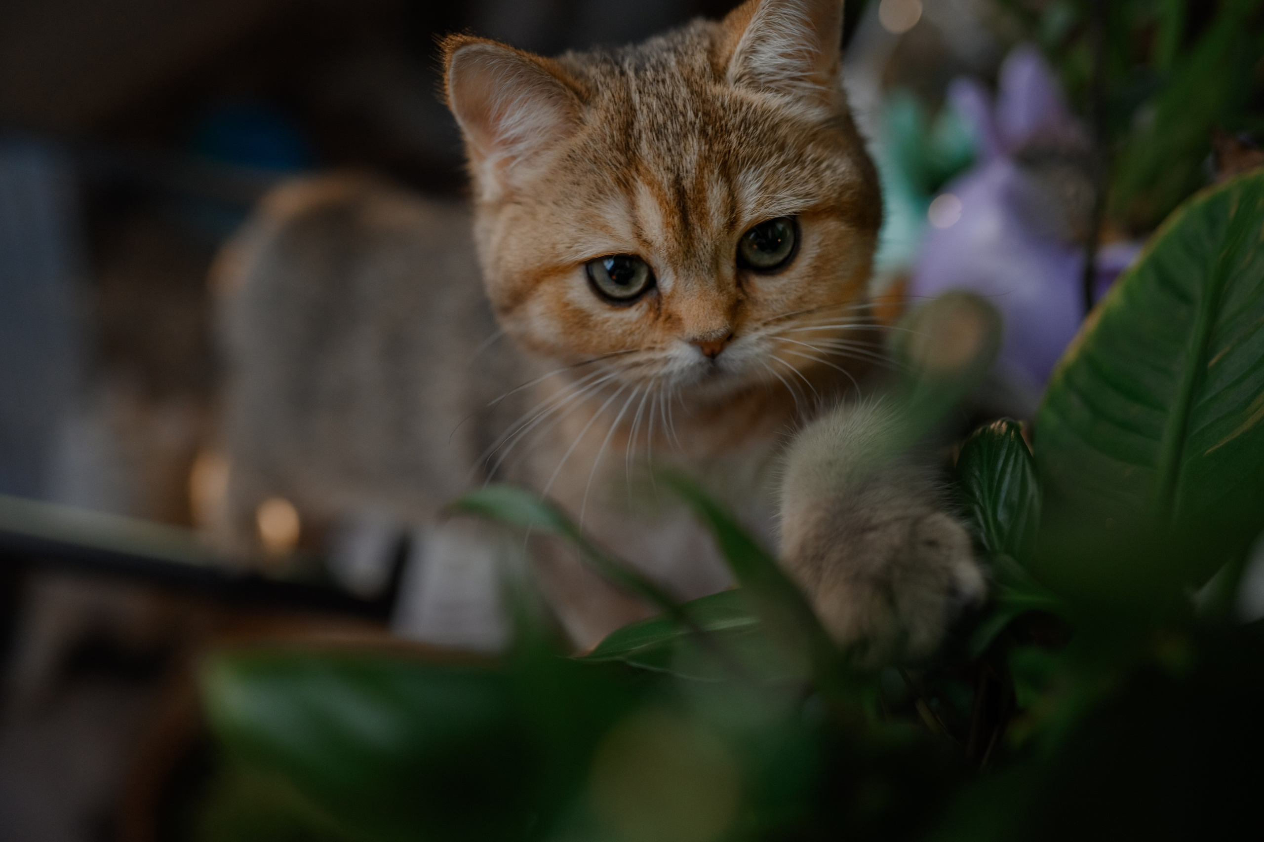 Питомник котят. Семейный фотограф и анималист в Москве и Московской области