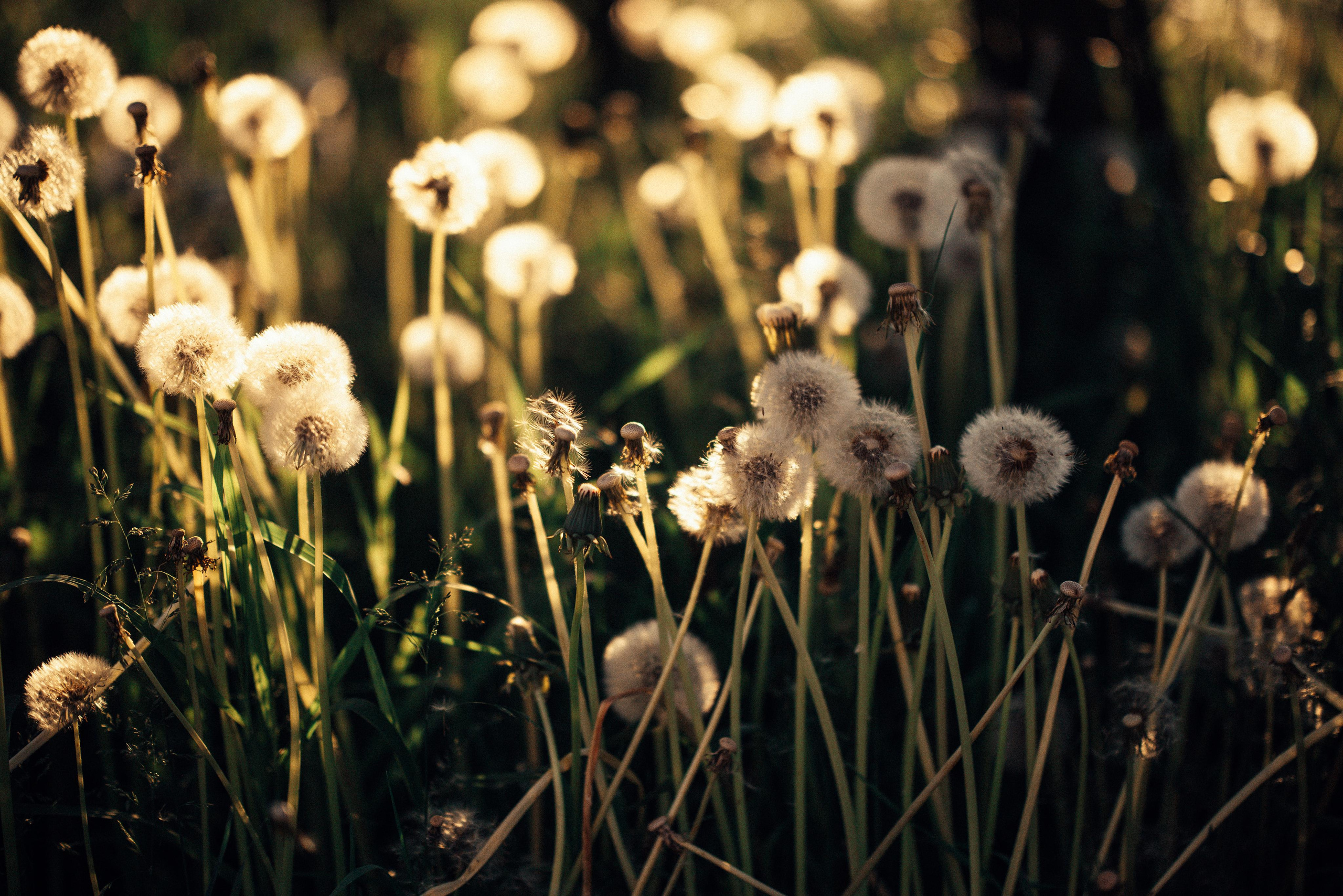 Одуванчик. Портретный арт-фотограф в Екатеринбурге Алена Нестерова