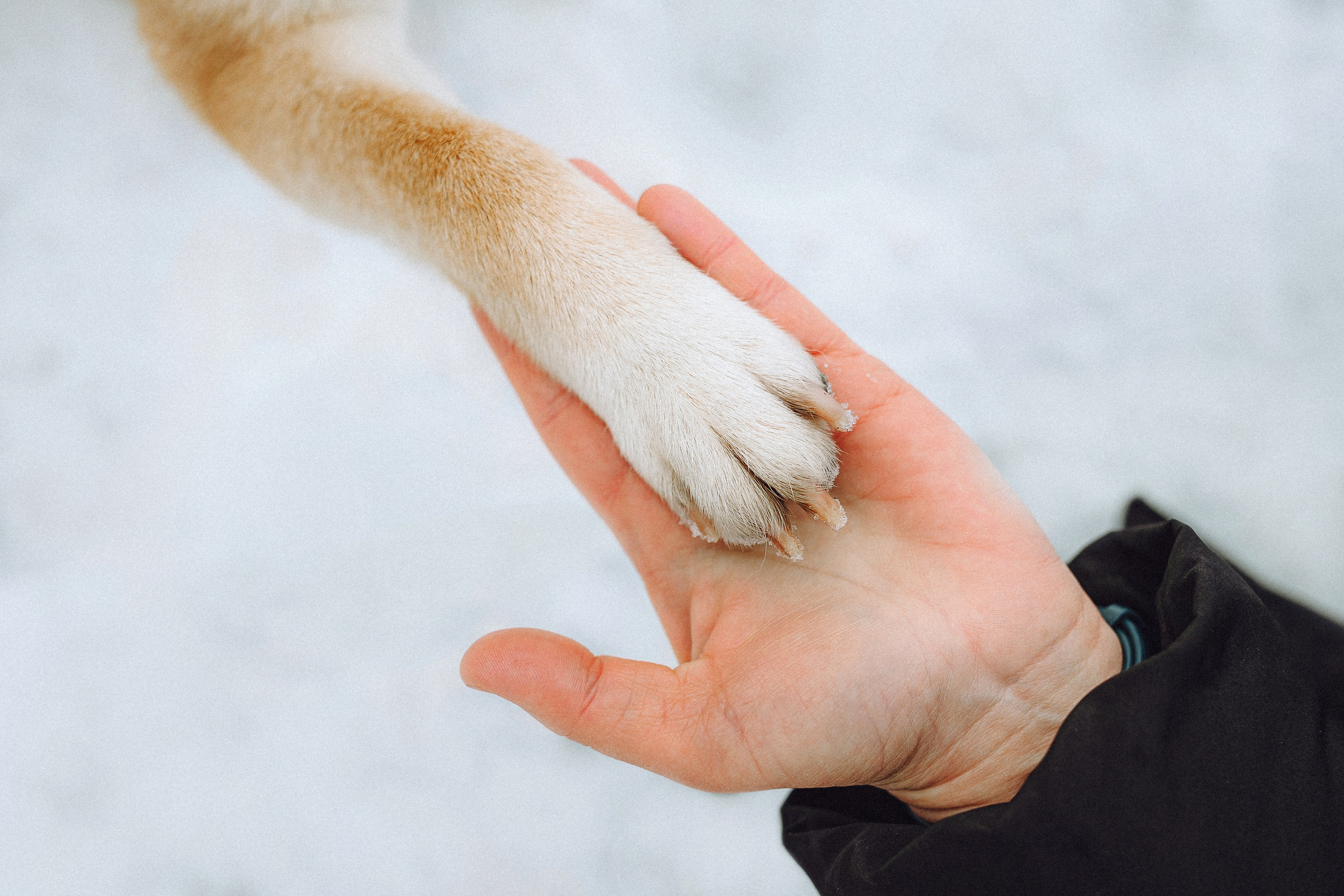 Настя и Ронин