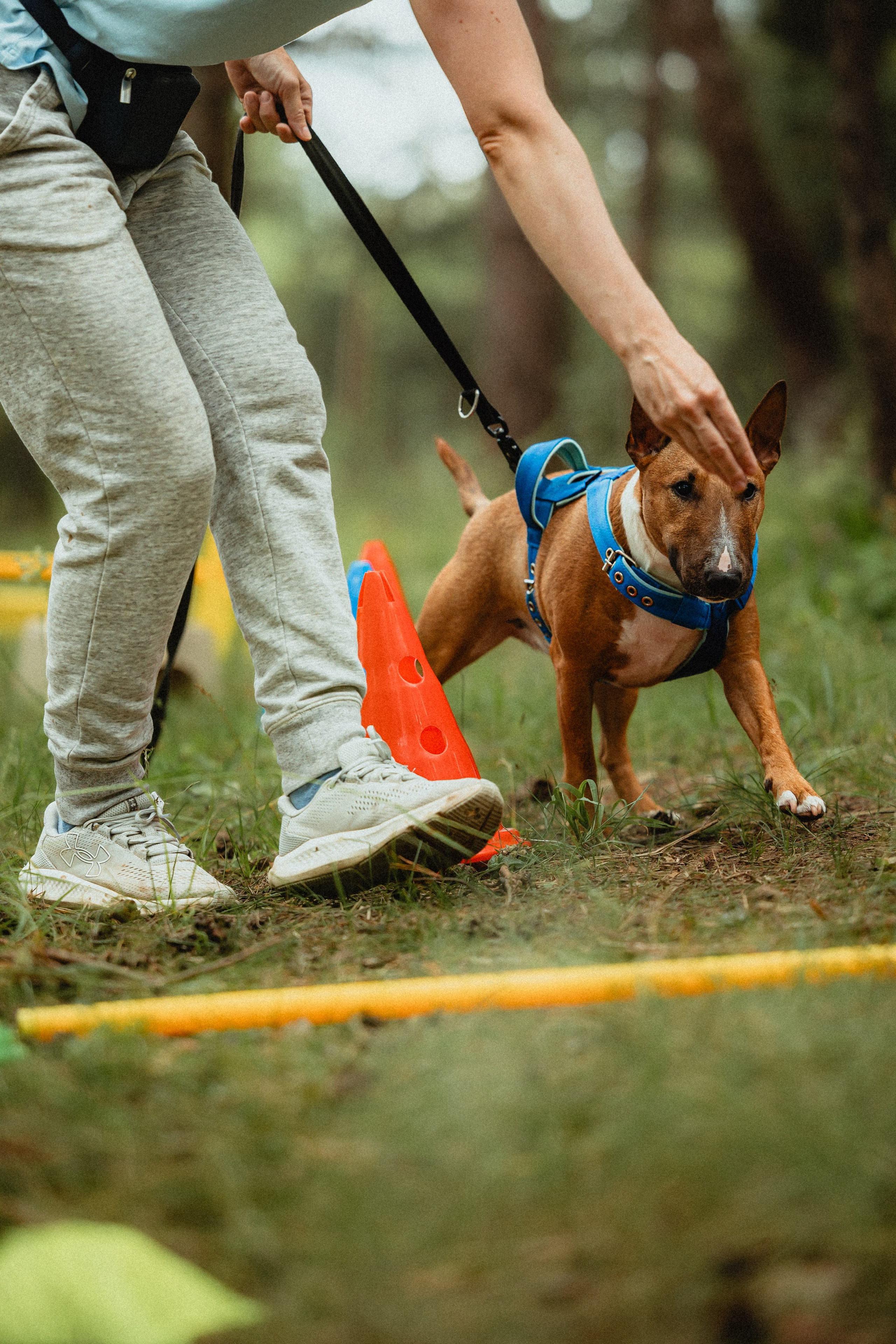 Выездной дог-тренинг от школы «Шерсть имею»