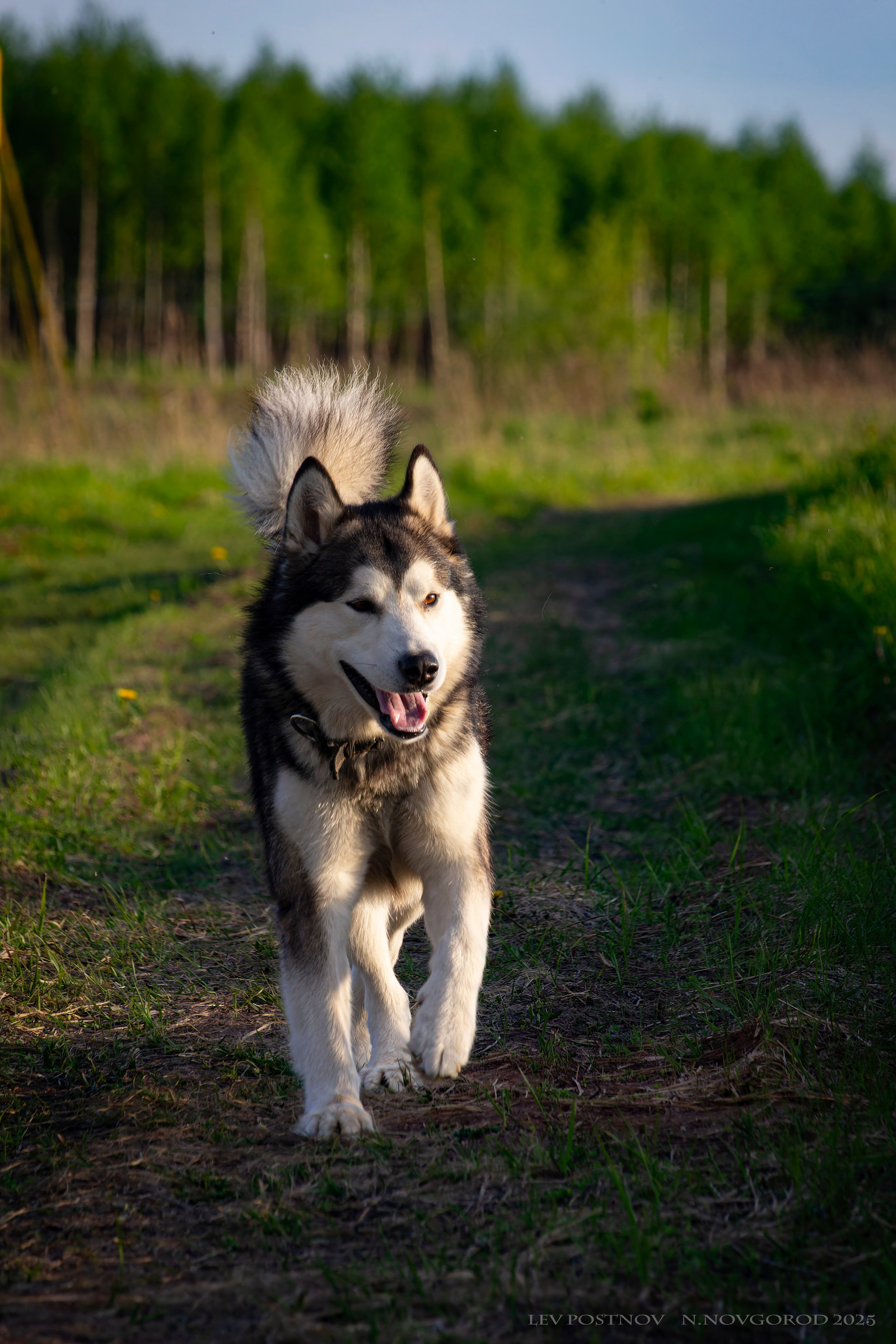 Мои маламуты.Ярик. Лев Постнов.Фотограф. Нижний Новгород