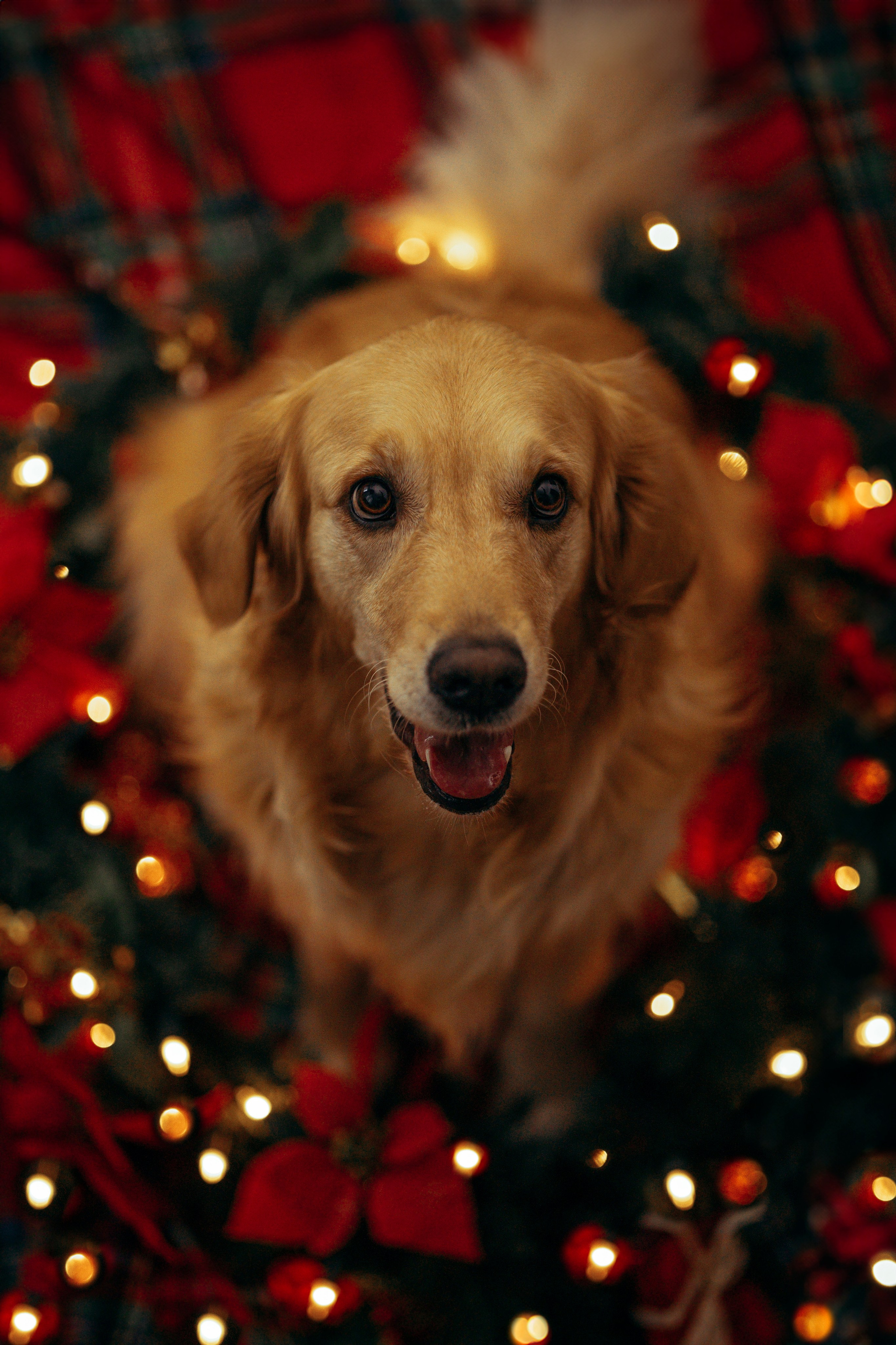 Новогодняя съемка с собакой. Анастасия Белаш