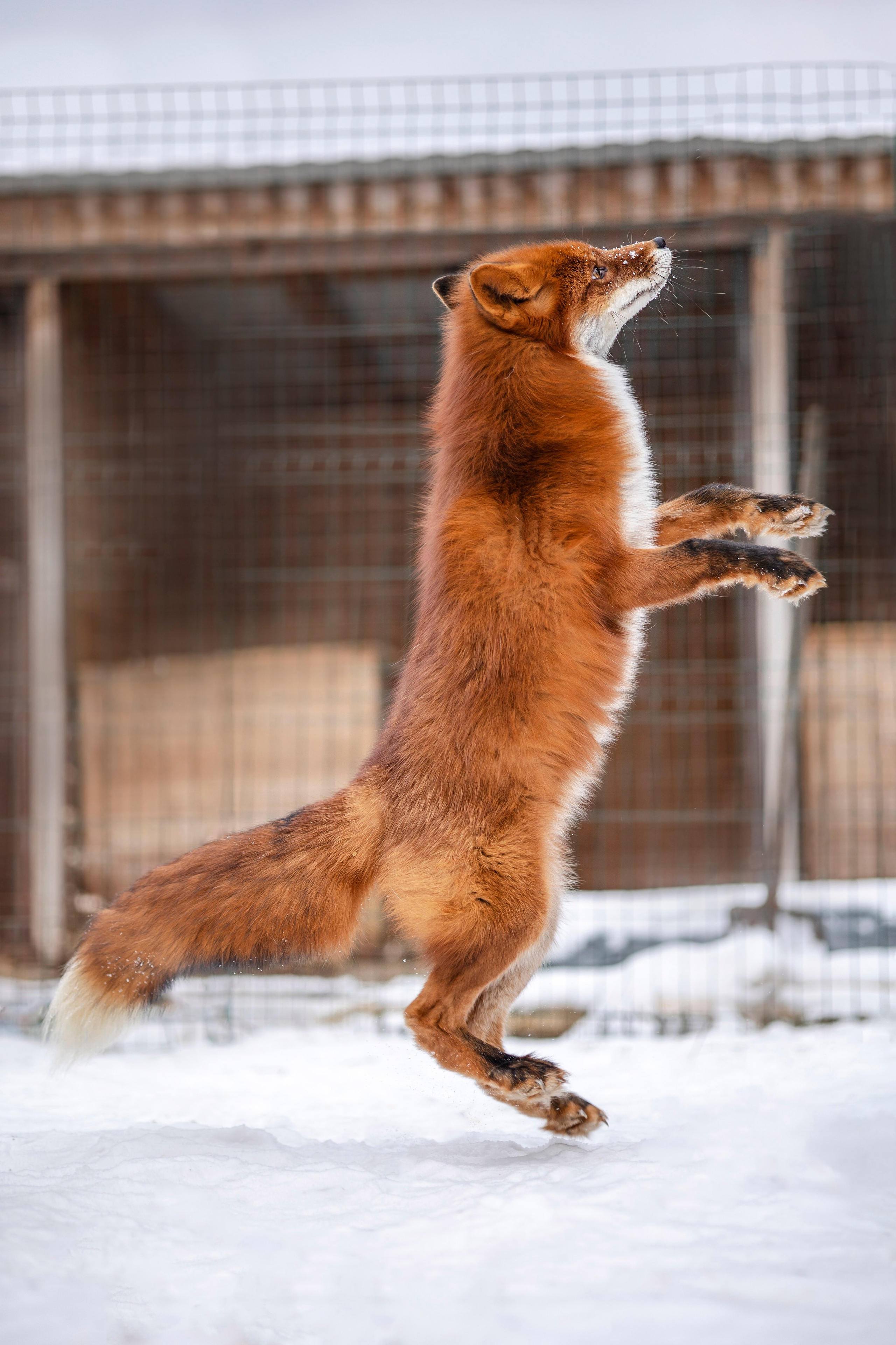 Съемка с лисами. Анастасия Белаш
