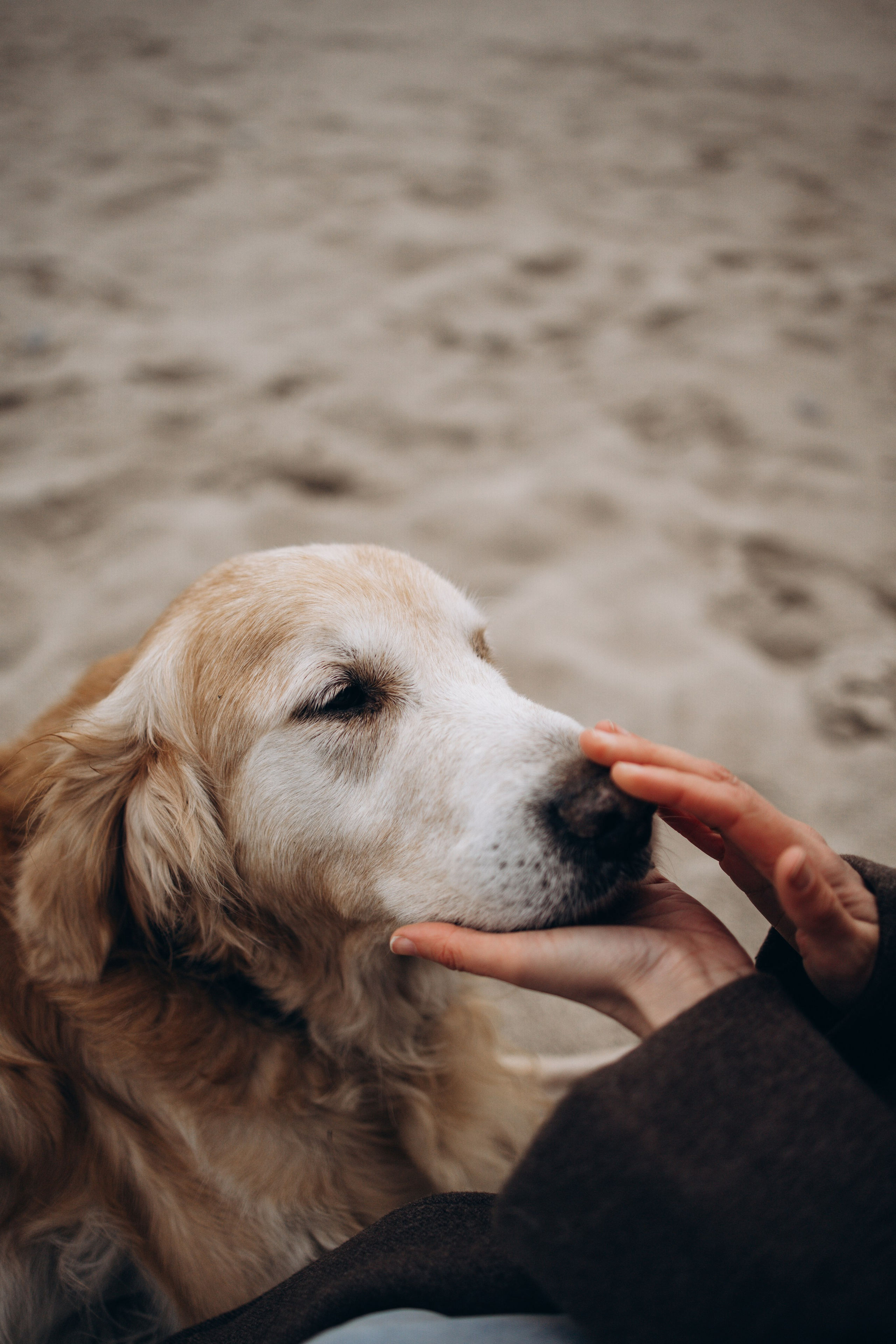 Юля и Максик. Фотограф — Анималист | Санкт-Петербург