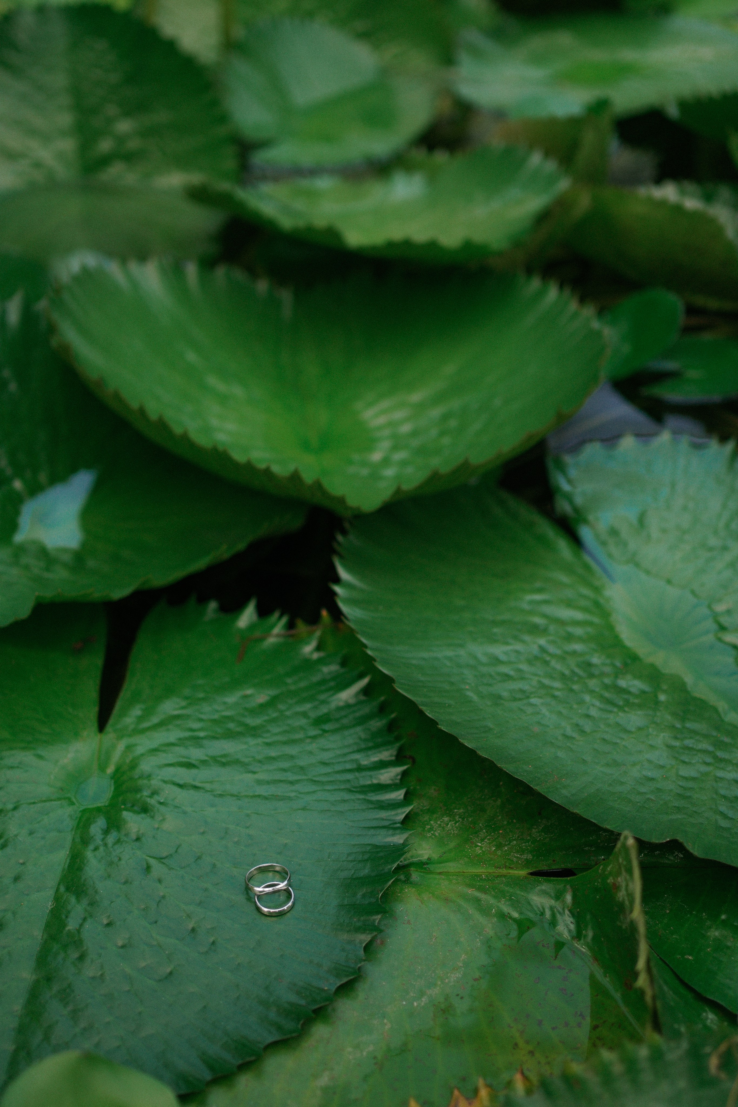 Данил и Валерия. Свадебный и семейный фотограф Афанасьева Анна в Кисловодске