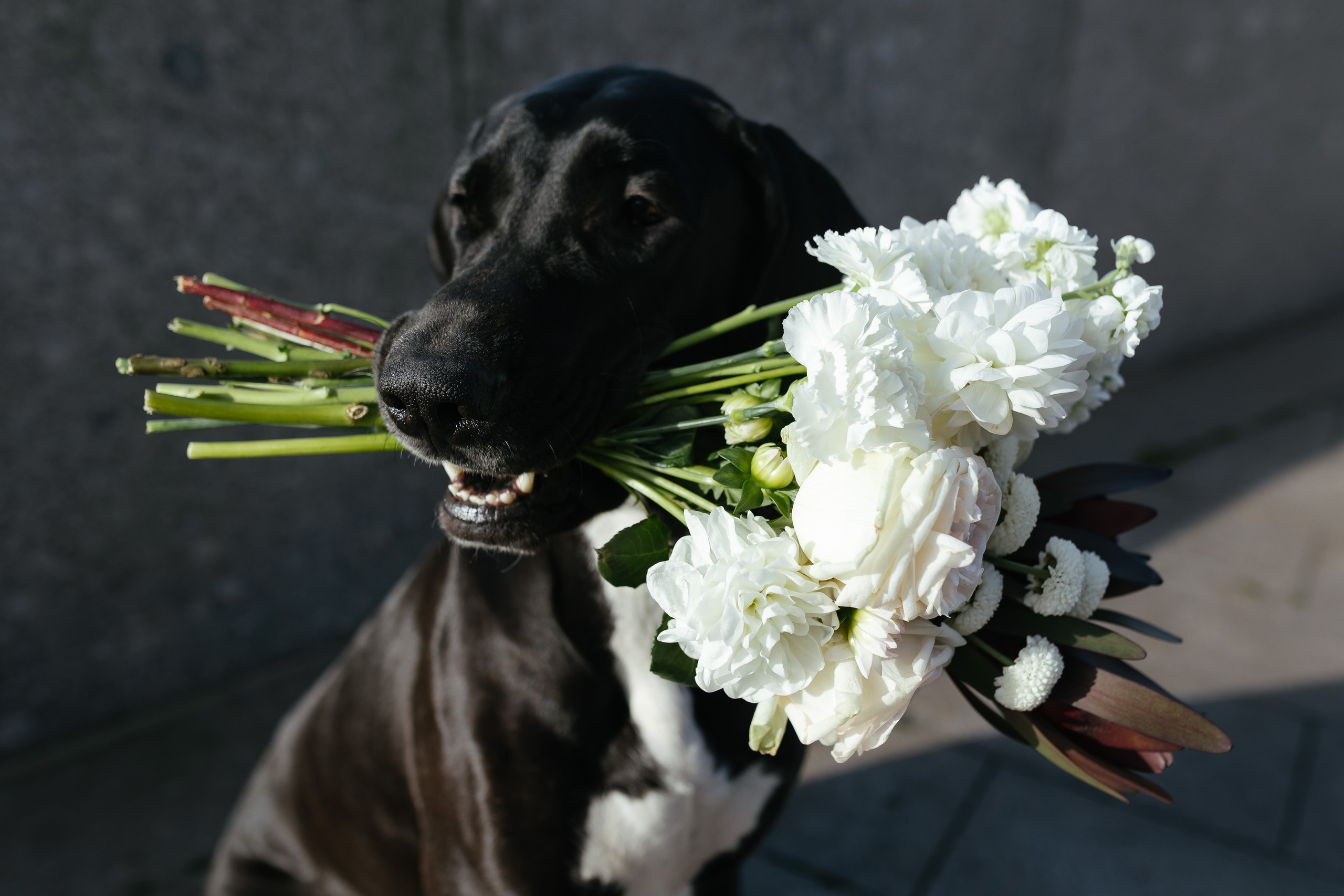 Таня и Егор. Городская прогулка. Свадебный фотограф Калуга Москва Диана Румянцева
