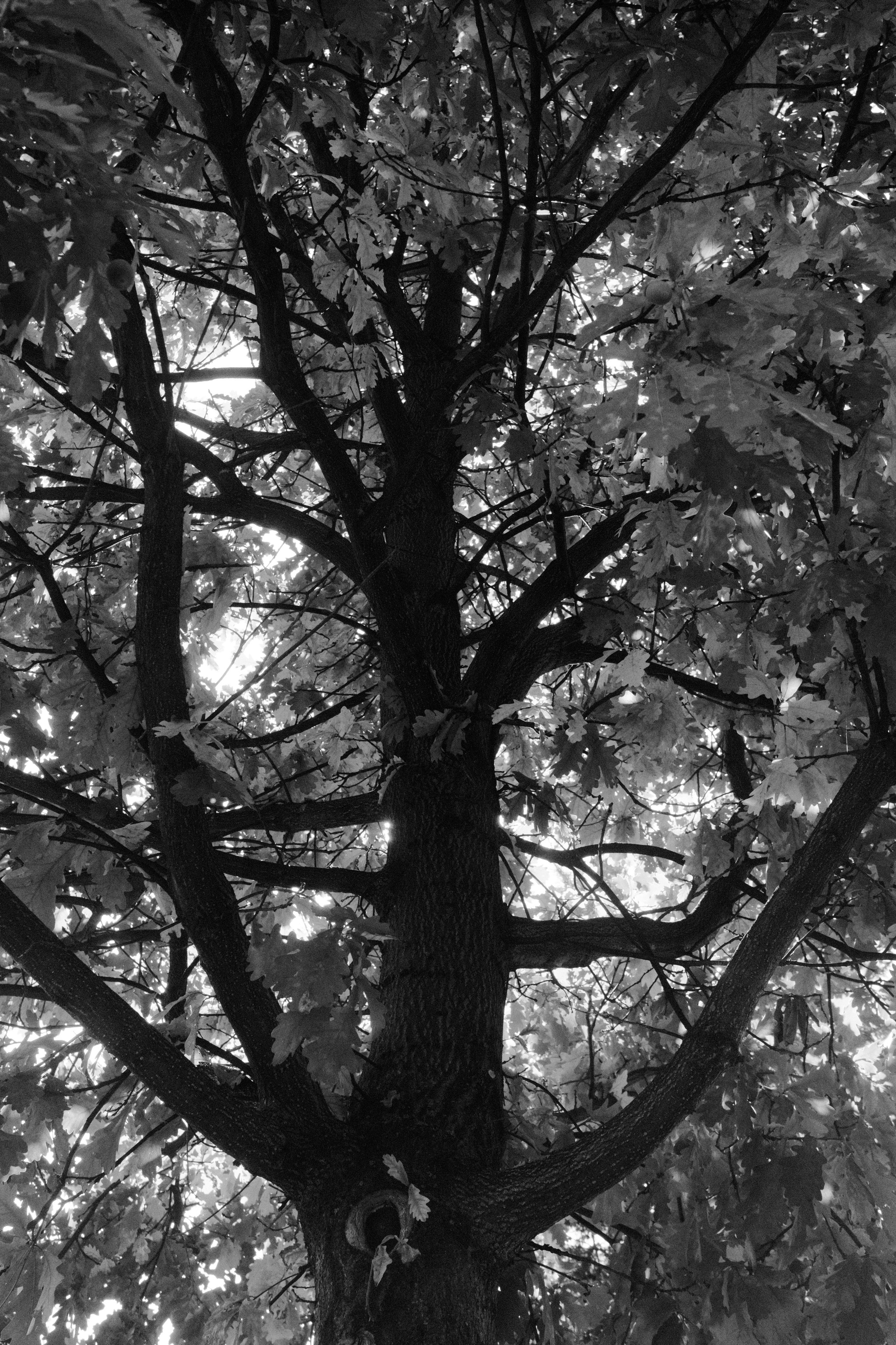 Деревья / Trees (2026). Фотография Alexander Palkin