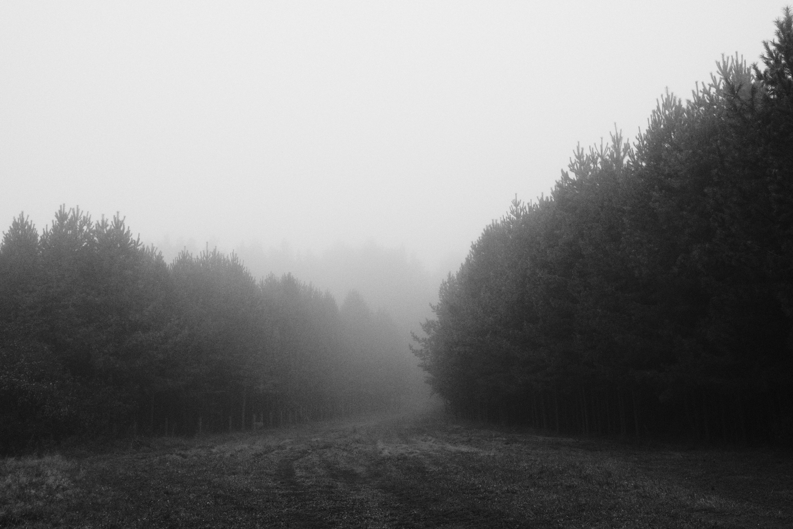 Деревья / Trees (2026). Фотография Alexander Palkin