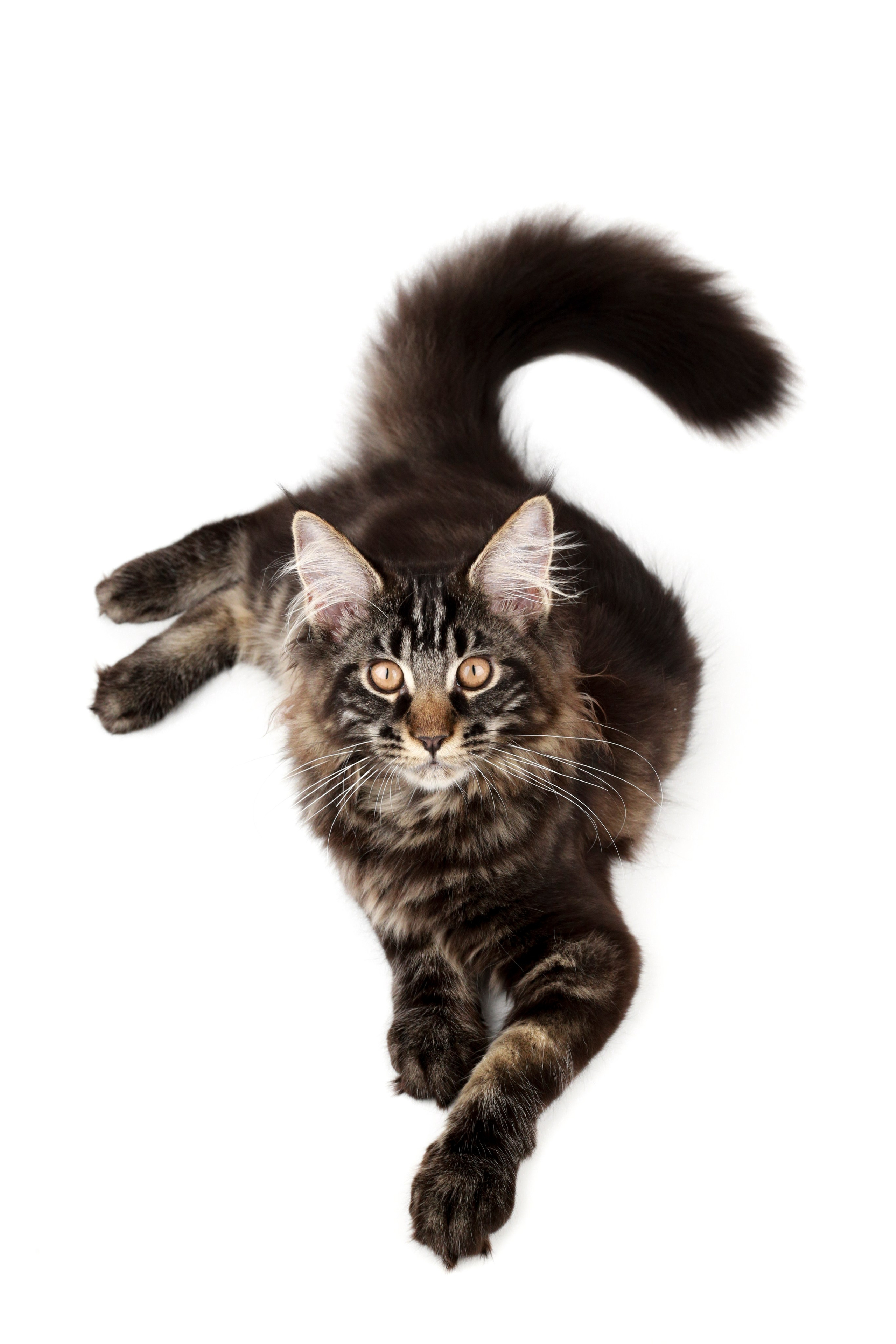 Фотосъемка животных