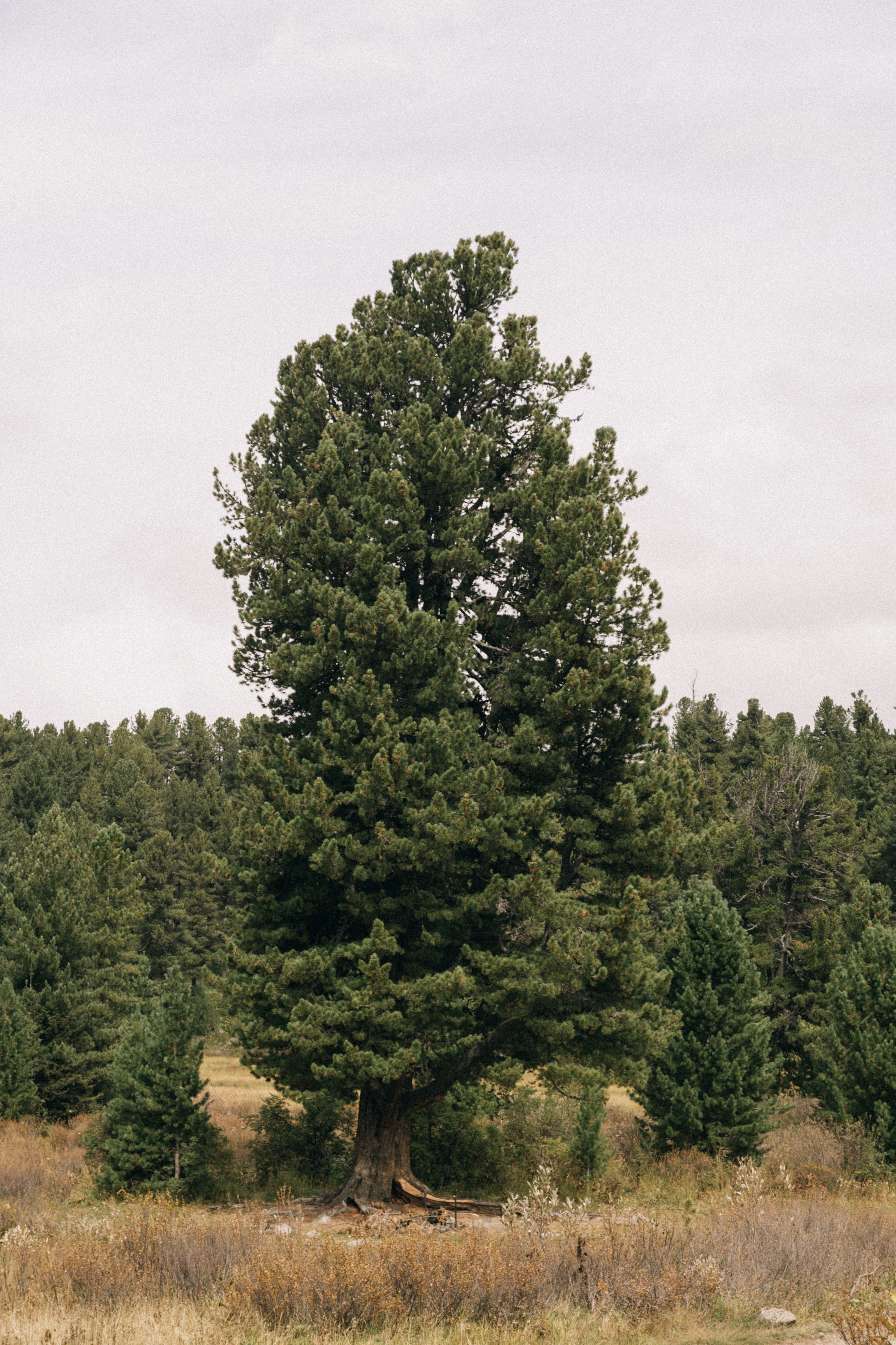Алтай, природа и эстетика. Александр Чернин. Семейный и событийный фотограф