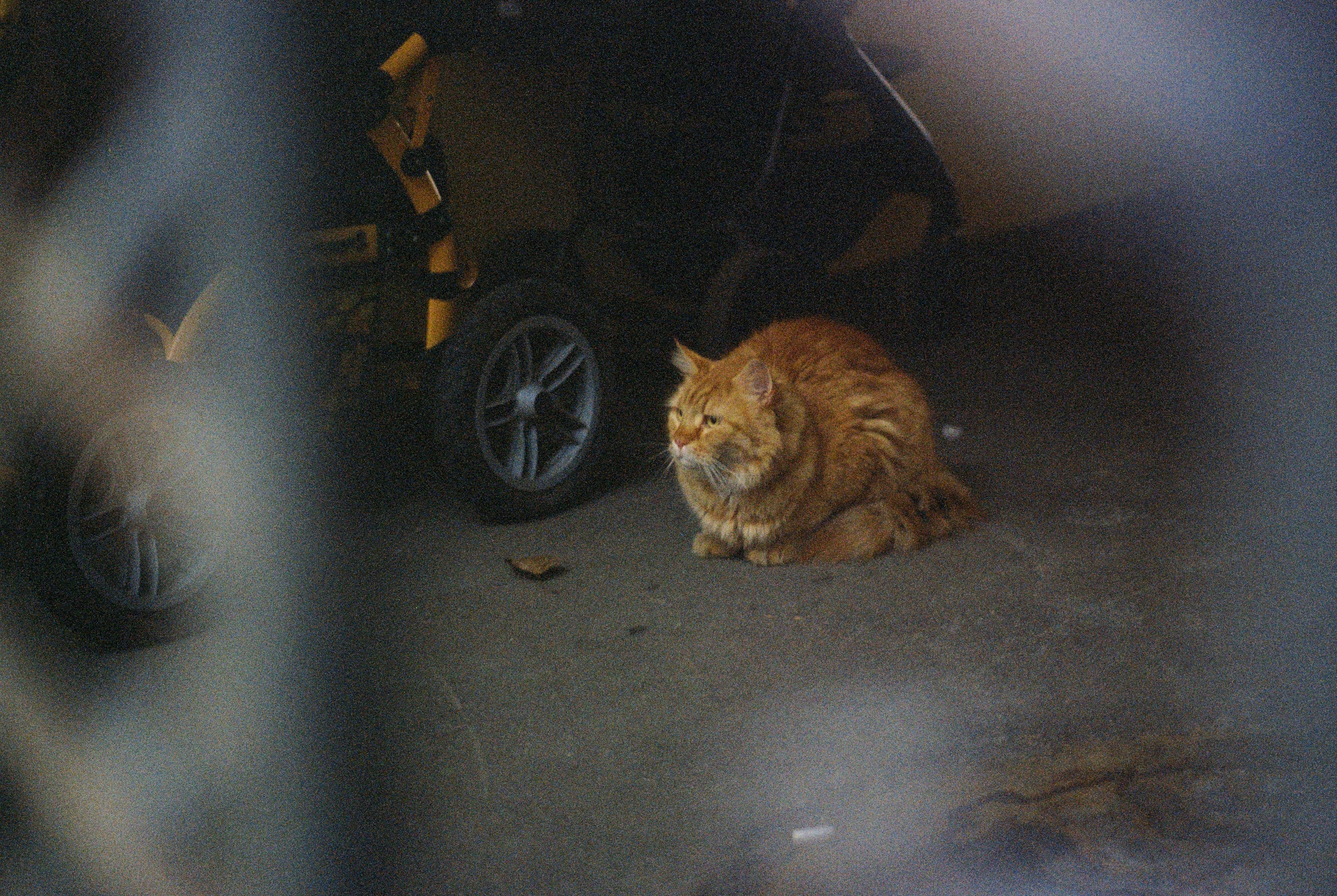 Плёночная весна 2025. Илья Михачёв Фотограф ПРО людей