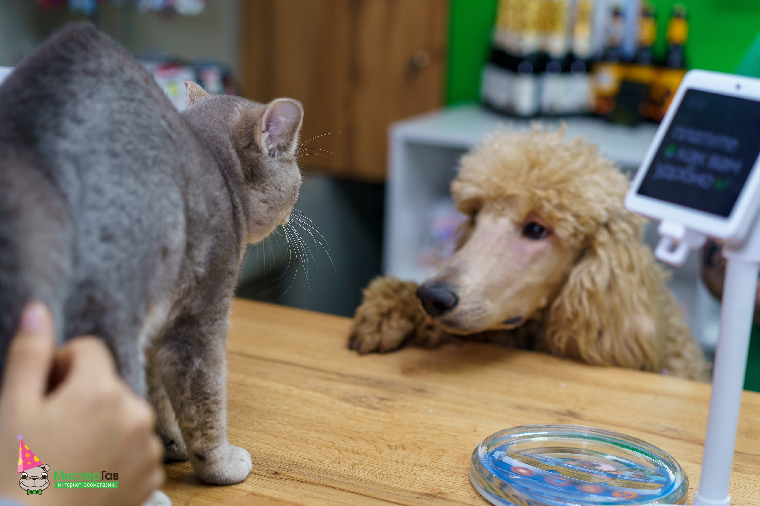 С животными. Фотограф Челябинск · Ольга Серебрякова