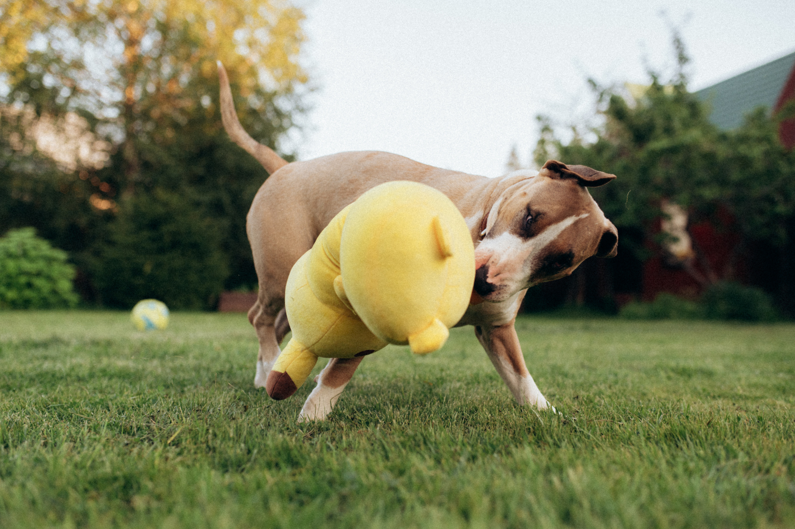 Дуся. Фотограф анималист в Москве Ольга Агушева