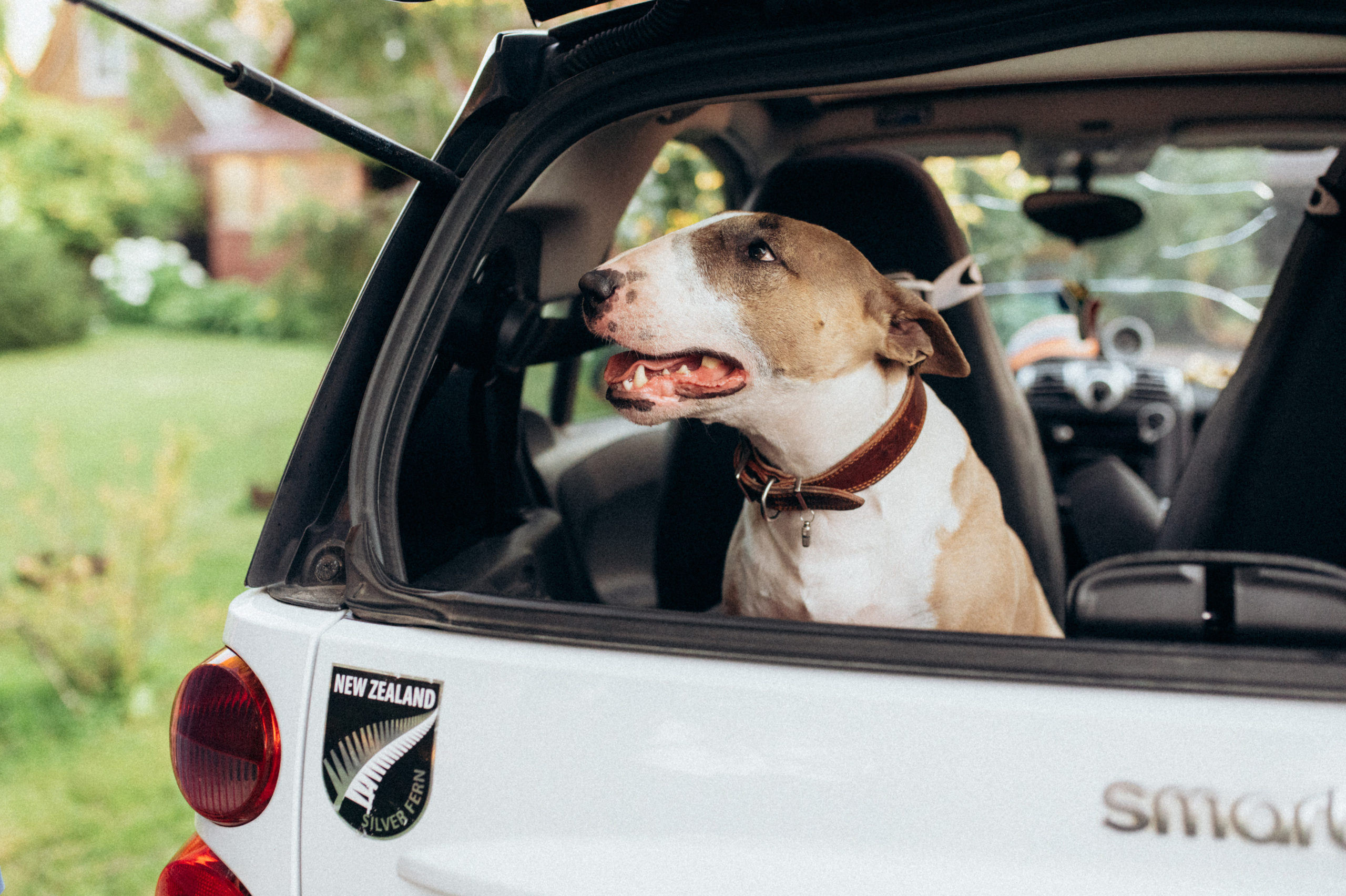 Дуся. Фотограф анималист в Москве Ольга Агушева