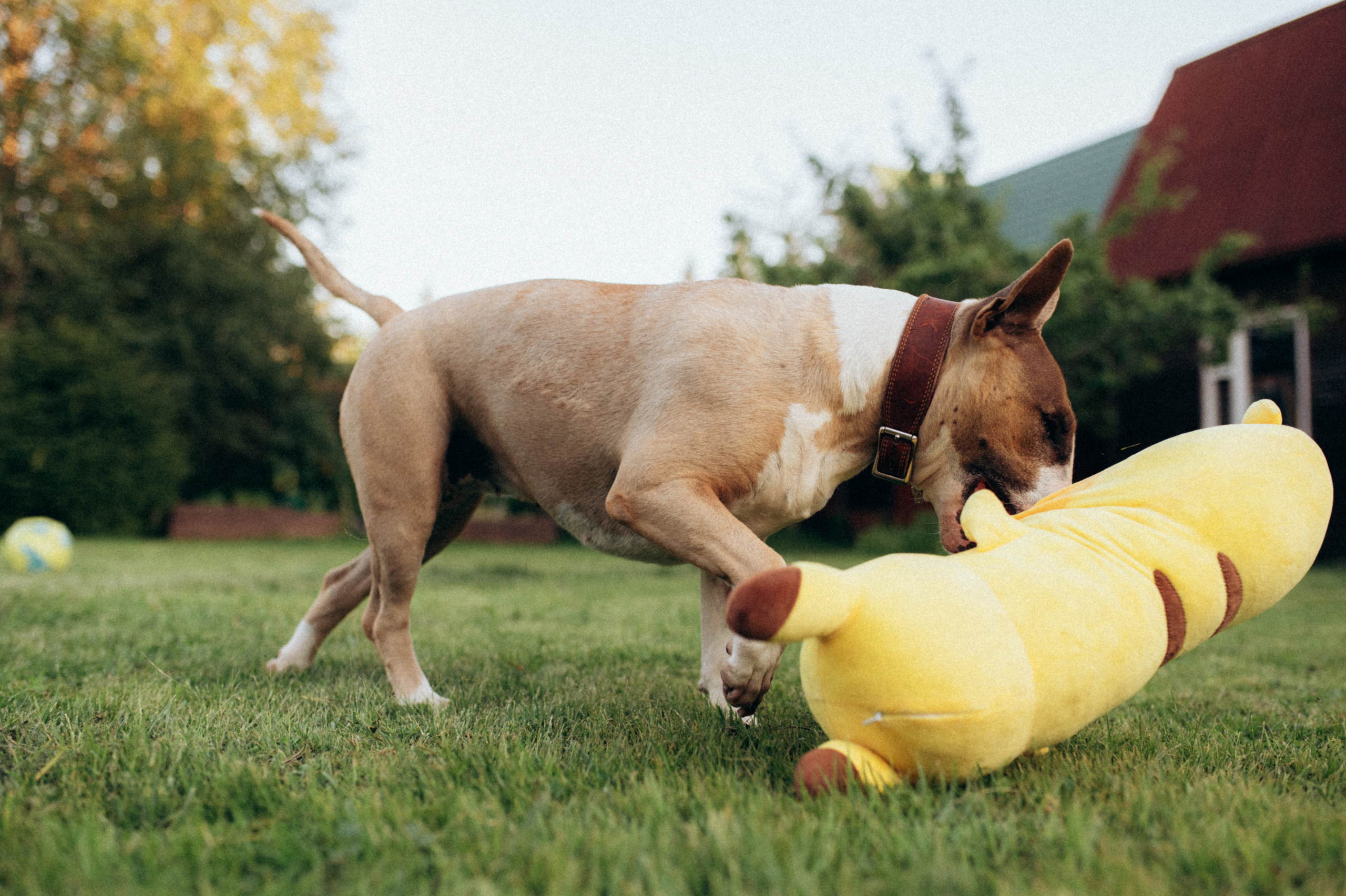 Дуся. Фотограф анималист в Москве Ольга Агушева