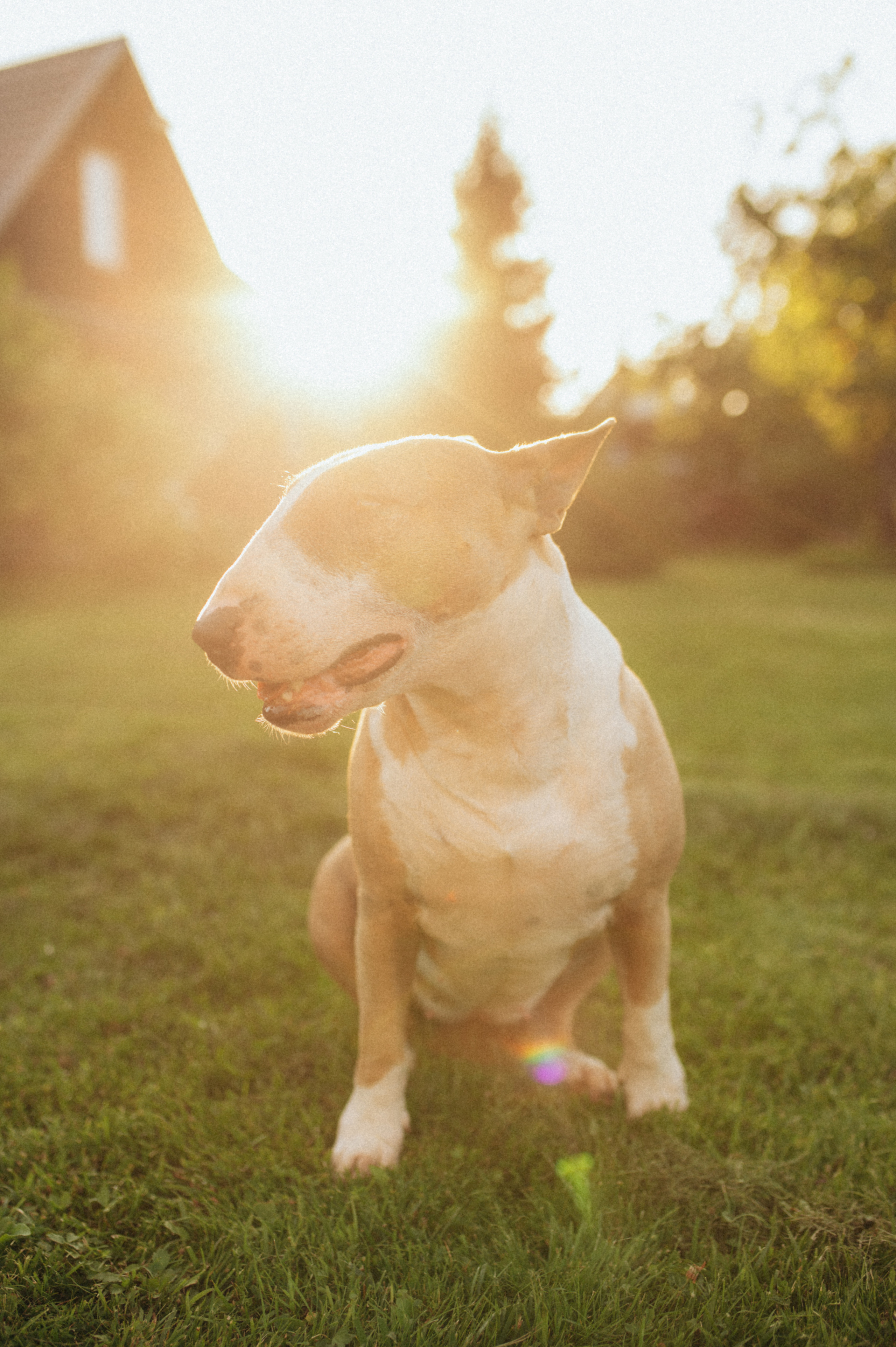 Дуся. Фотограф анималист в Москве Ольга Агушева