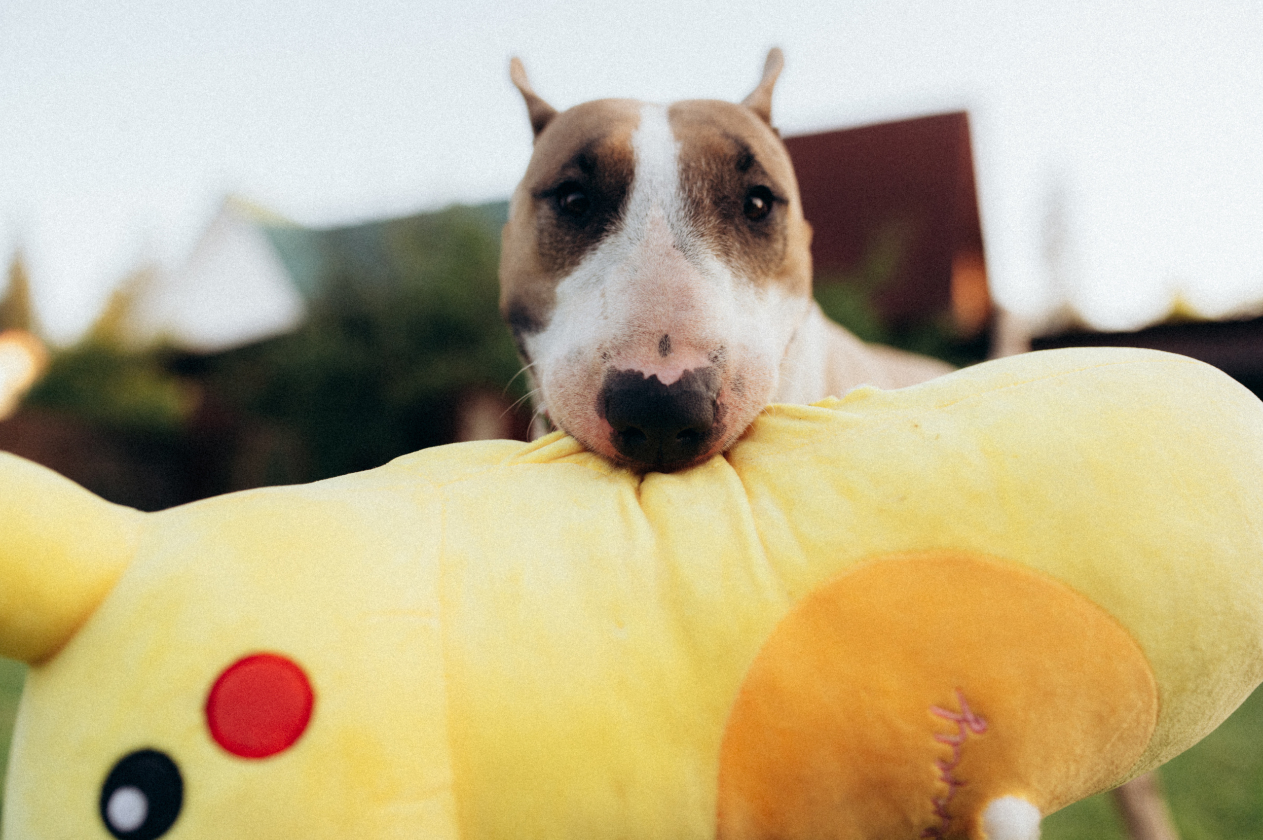 Дуся. Фотограф анималист в Москве Ольга Агушева