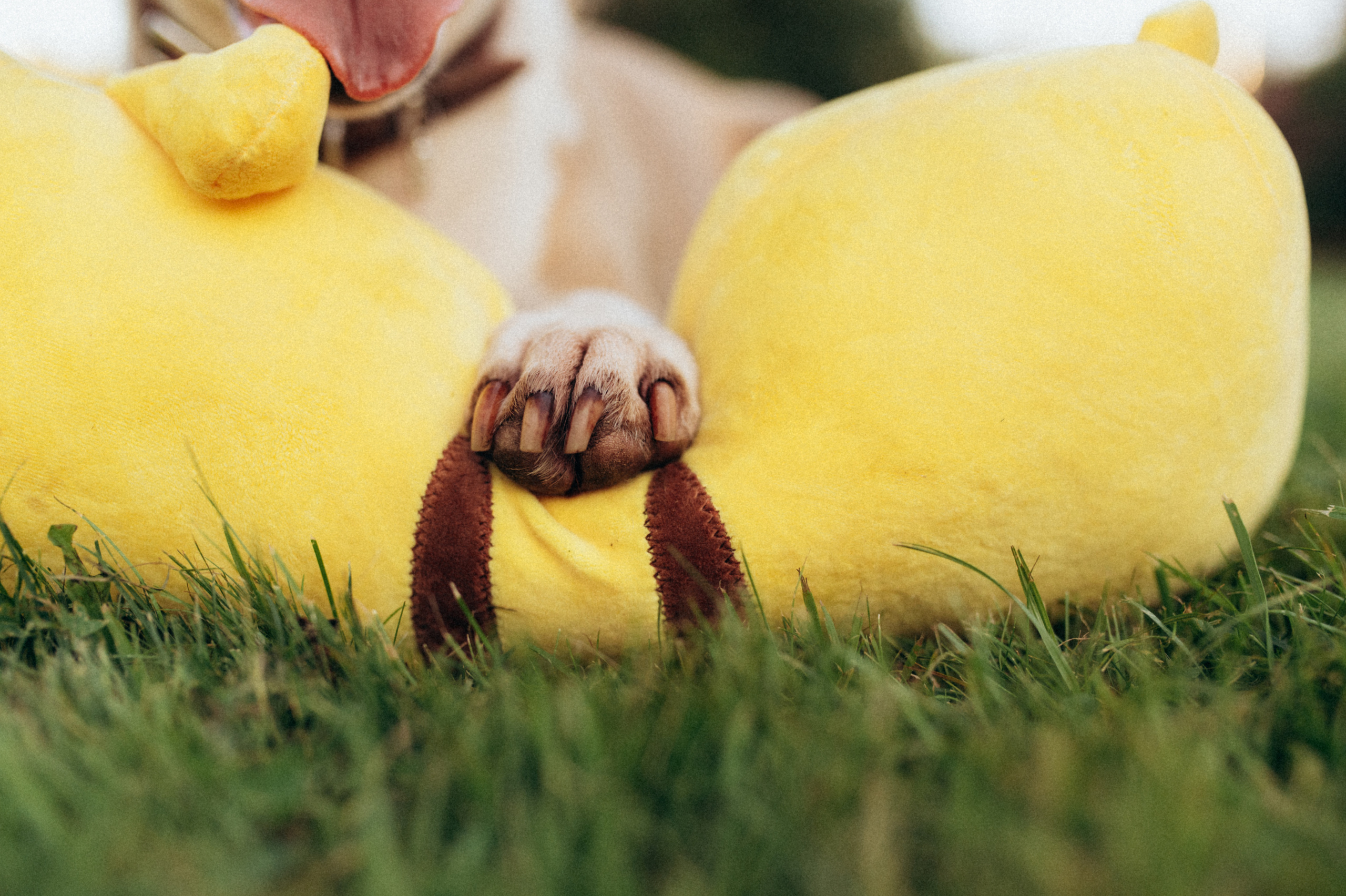 Дуся. Фотограф анималист в Москве Ольга Агушева