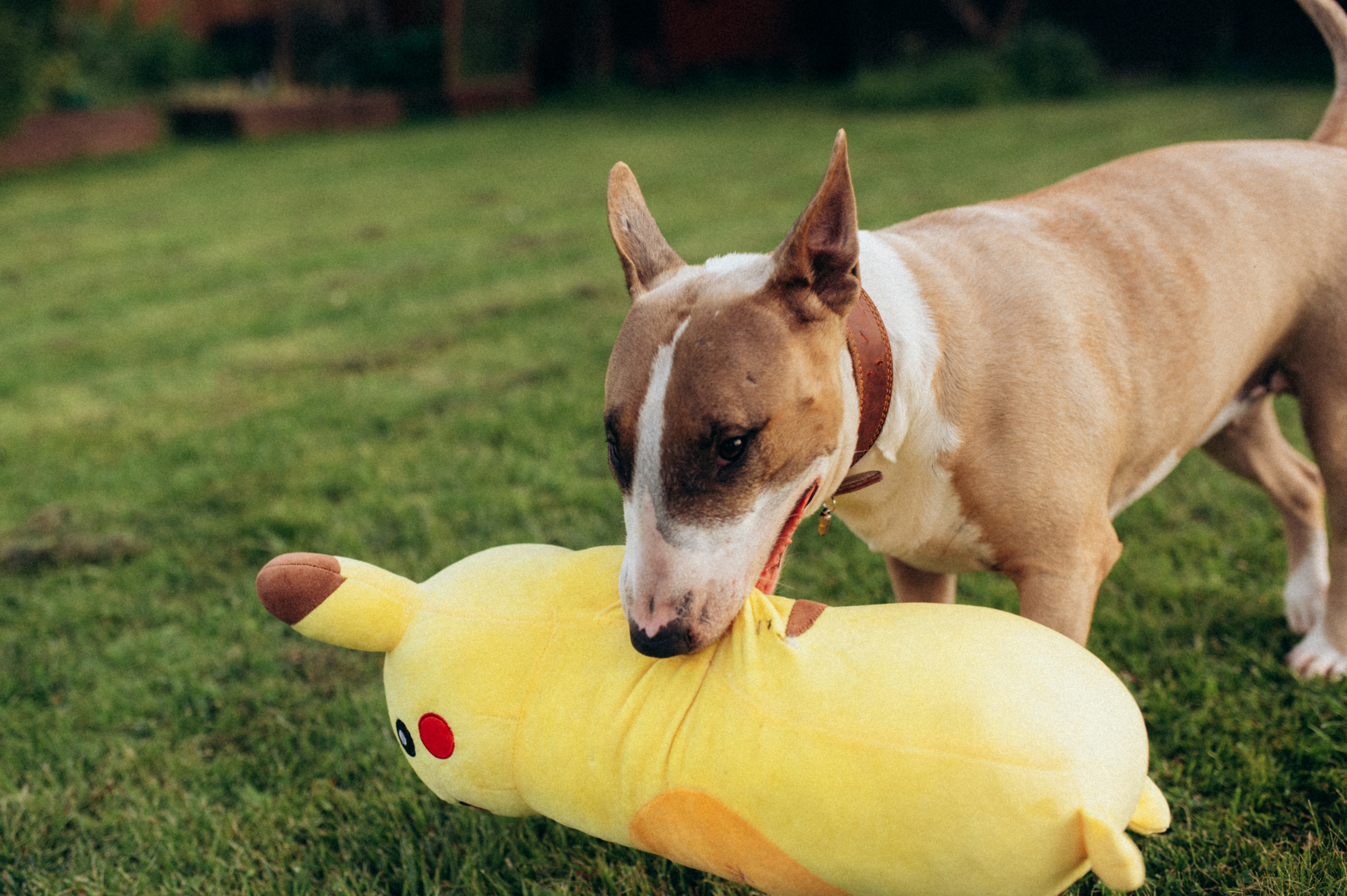 Дуся. Фотограф анималист в Москве Ольга Агушева